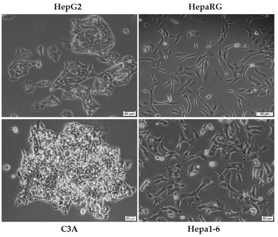 Experimental Models of Hepatocellular Carcinoma—A