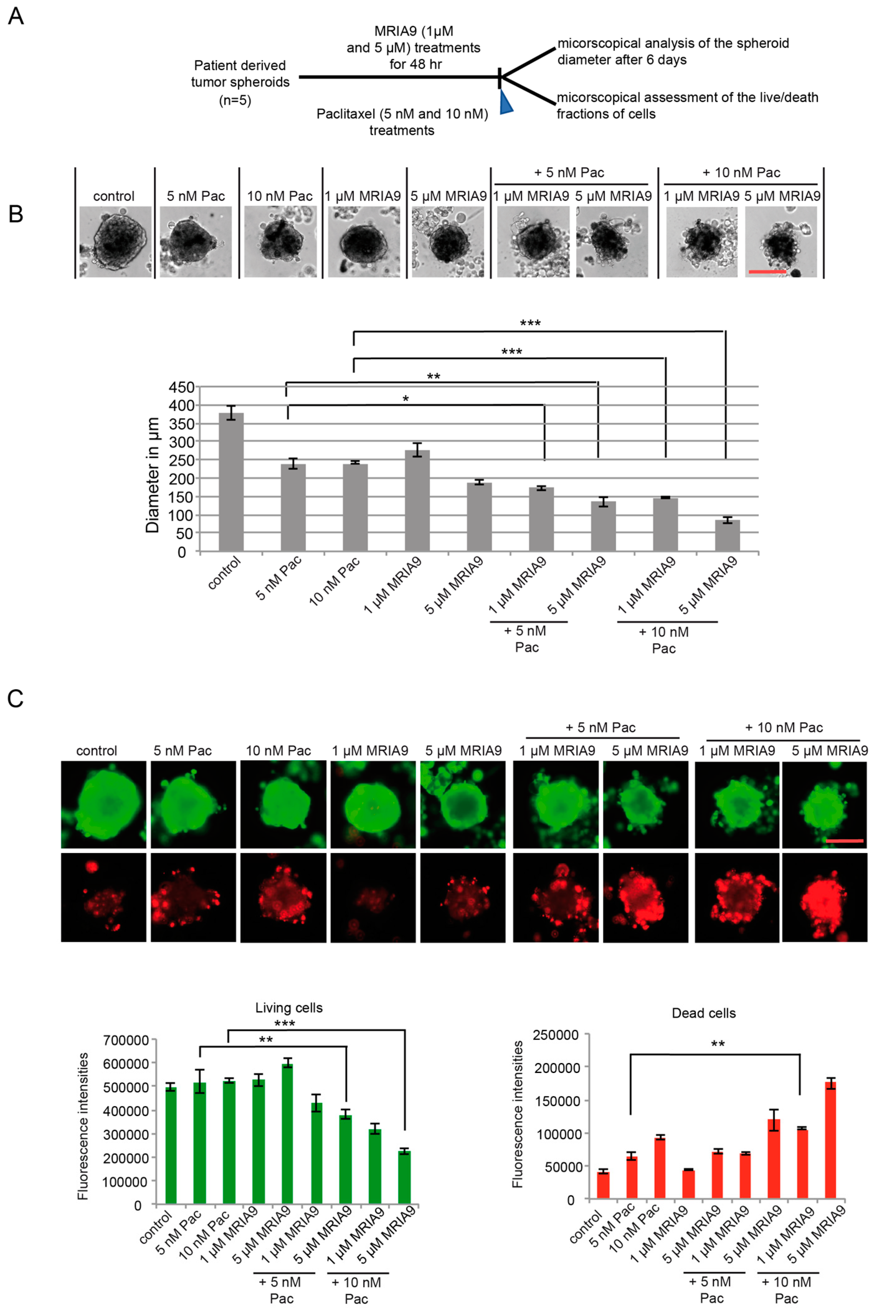 Cancers 13 03658 g007 Cancers 13 03658 g007