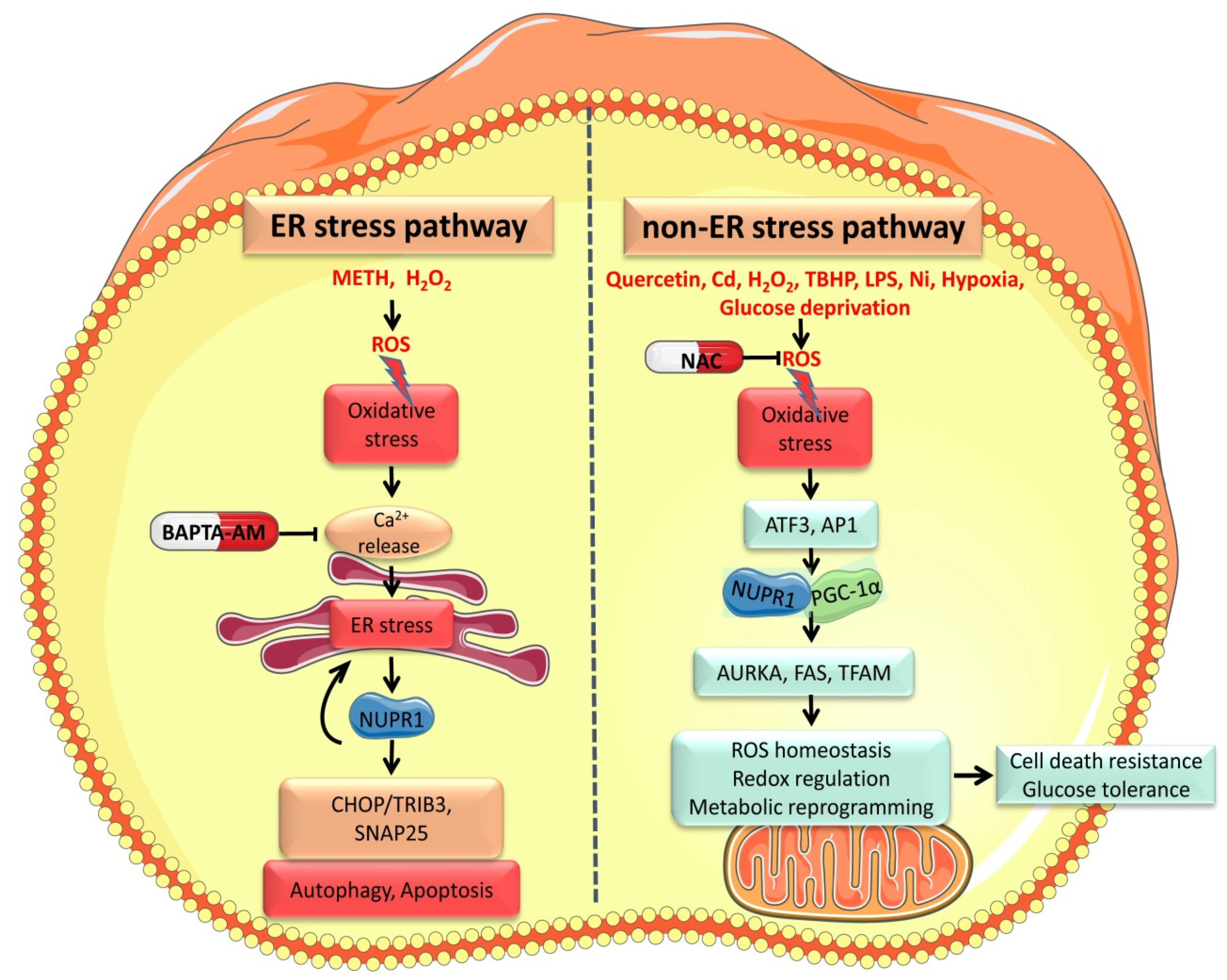 Cancers 13 03670 g001