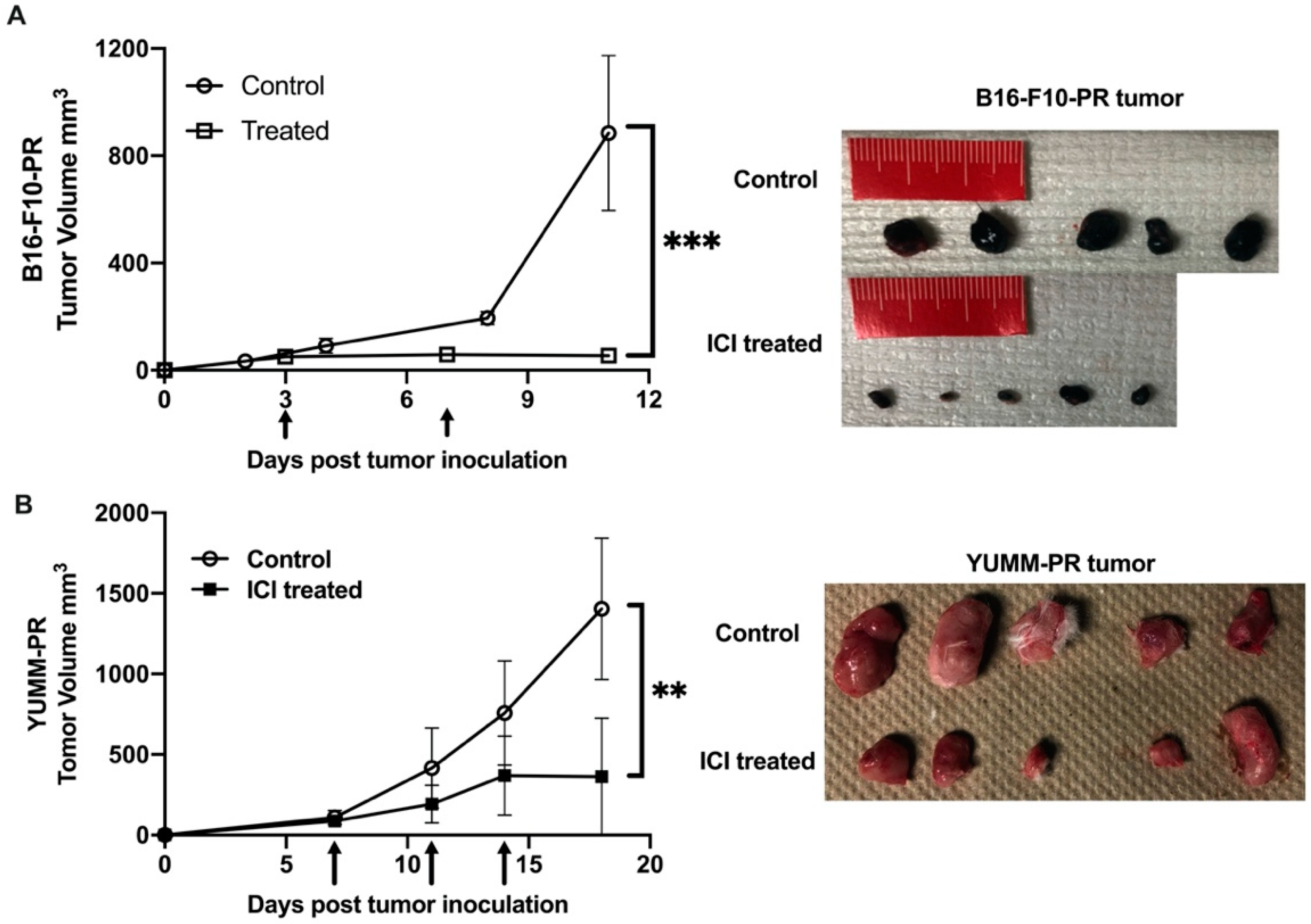 Cancers 13 03676 g005 550