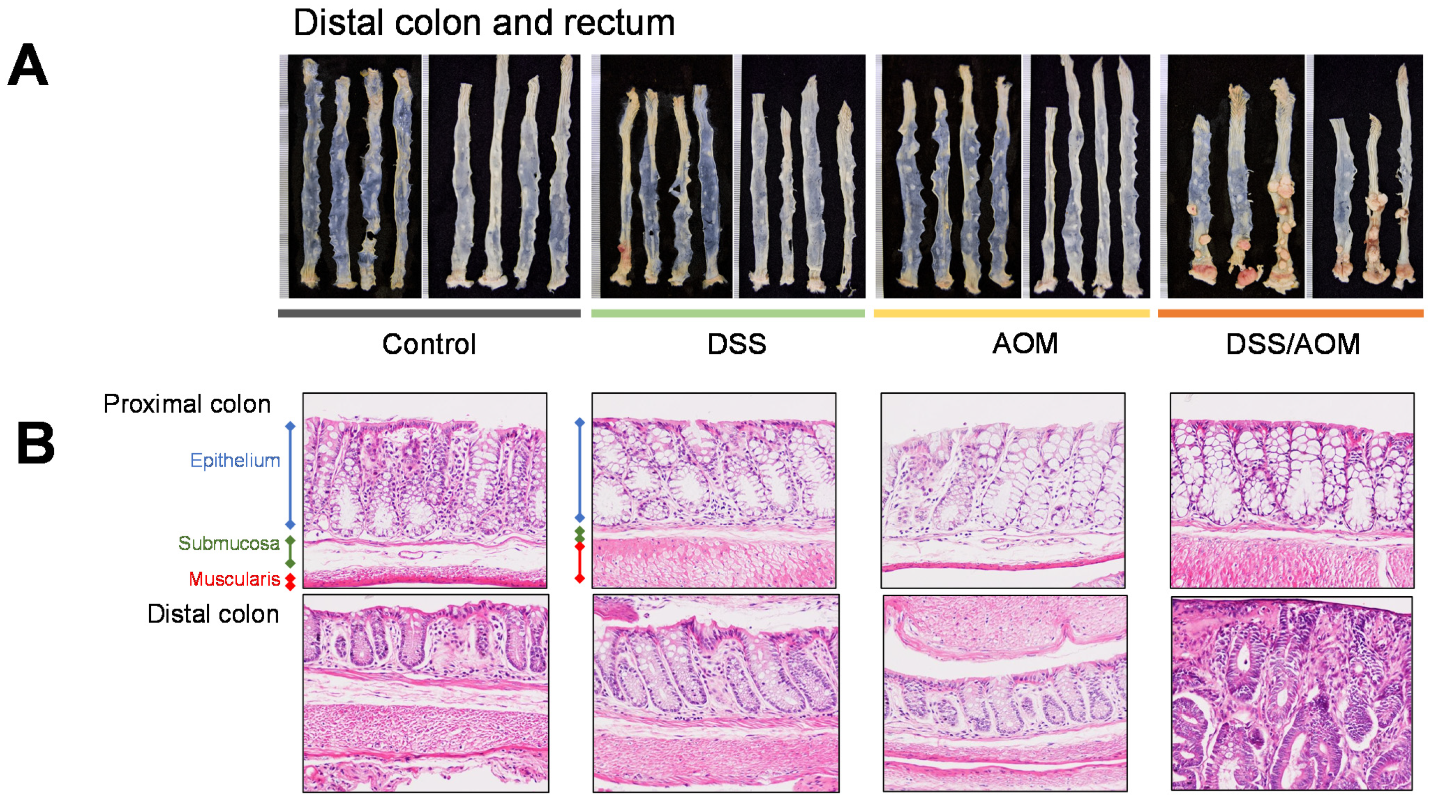 Cancers 13 03683 g001