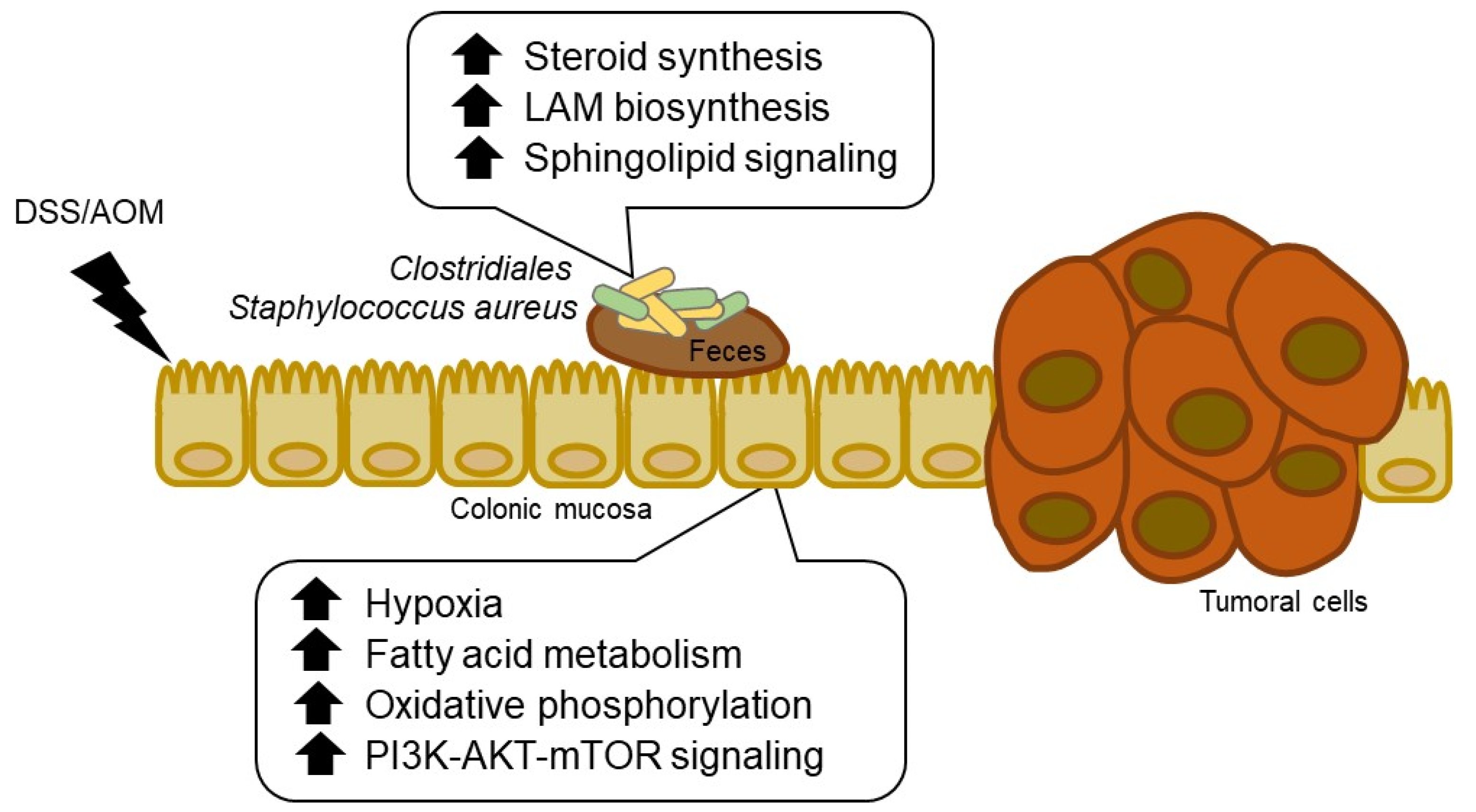 Cancers 13 03683 g007