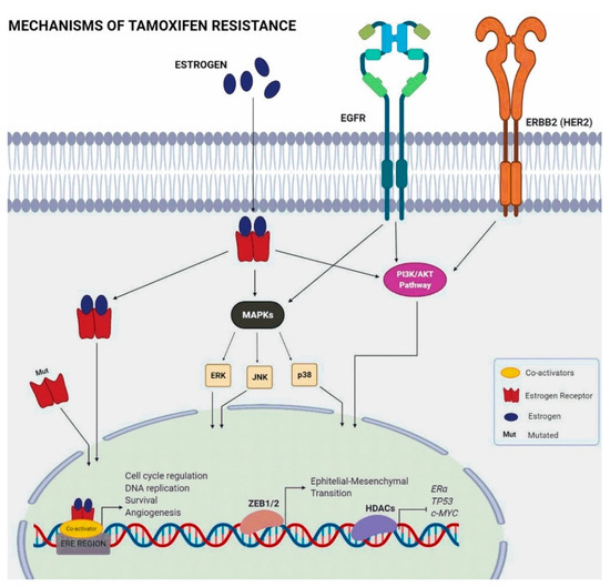 From Micro to Long: Non-Coding RNAs in Tamoxifen Resistance of Breast ...