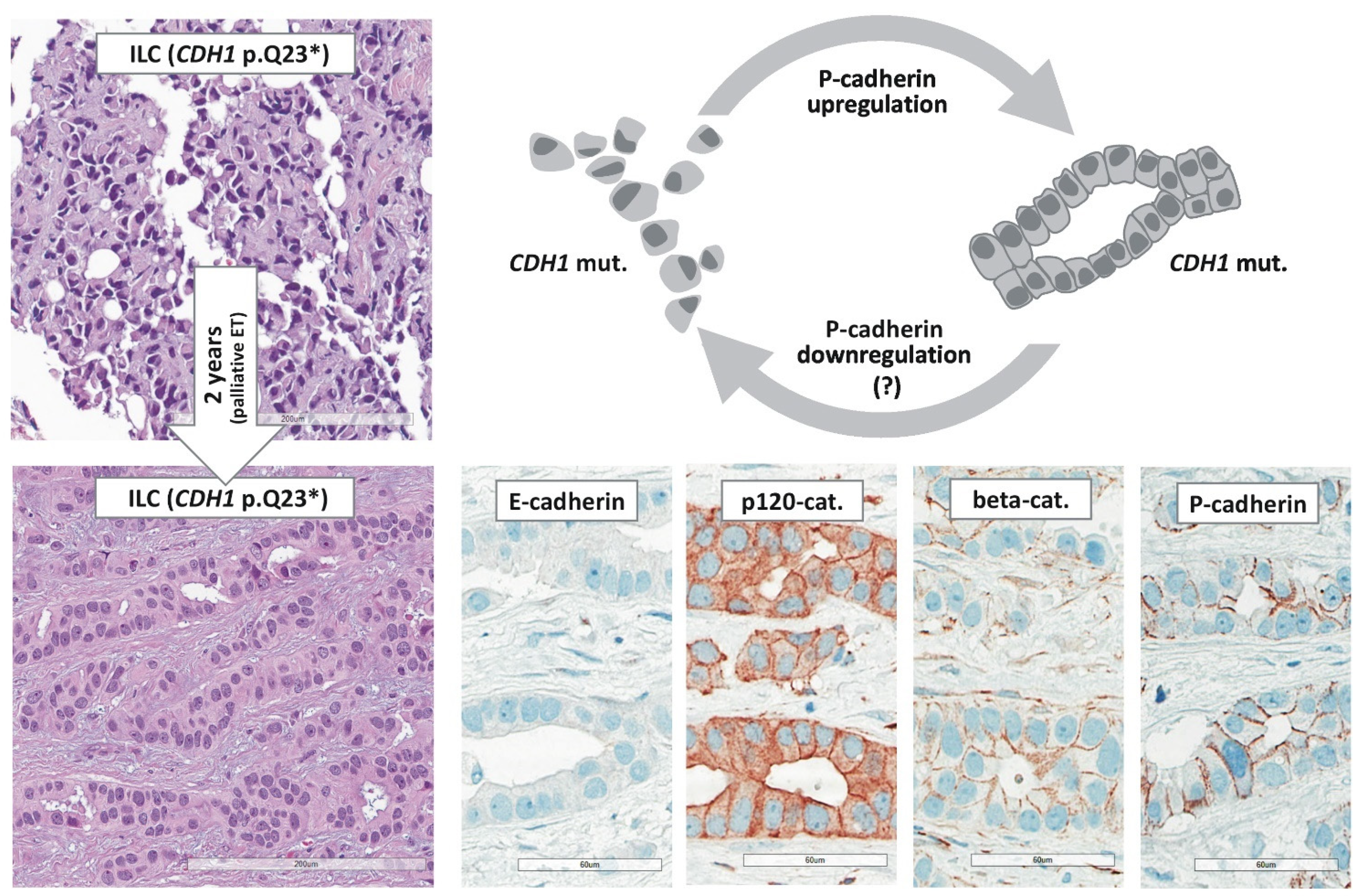 Cancers 13 03695 g005