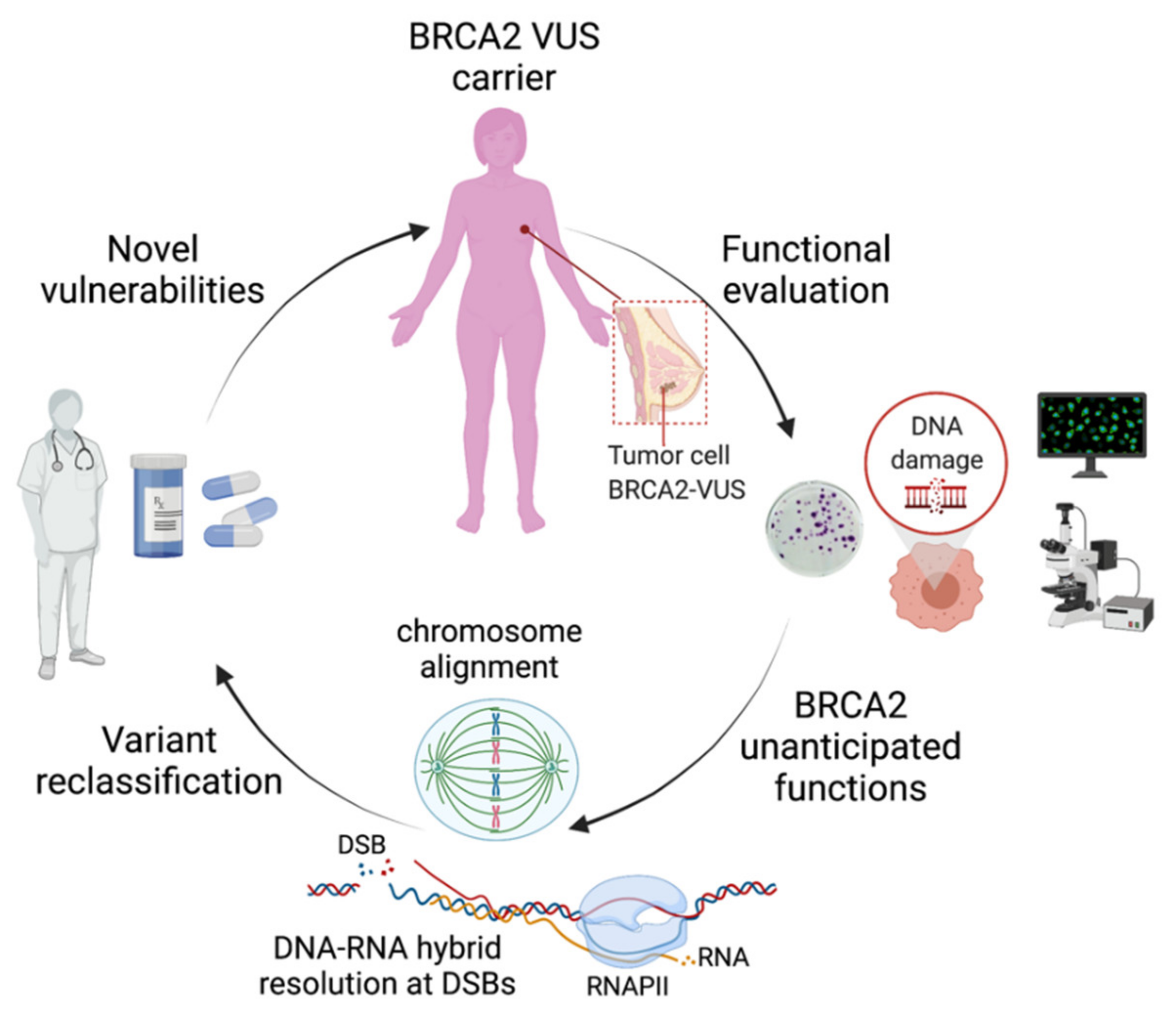 BRCA2 promotes DNA‐RNA hybrid resolution by DDX5 helicase at DNA