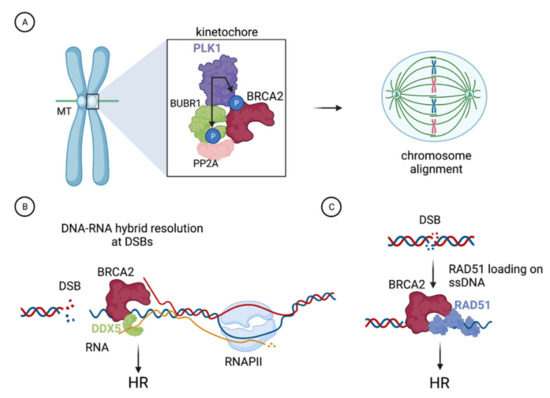 BRCA2 promotes DNA‐RNA hybrid resolution by DDX5 helicase at DNA