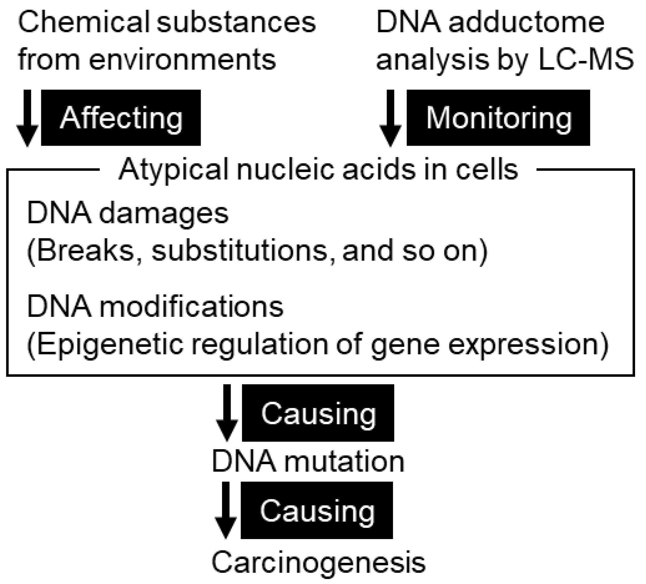 Geospatial Assessments of DNA Adducts in the Human Stomach: A