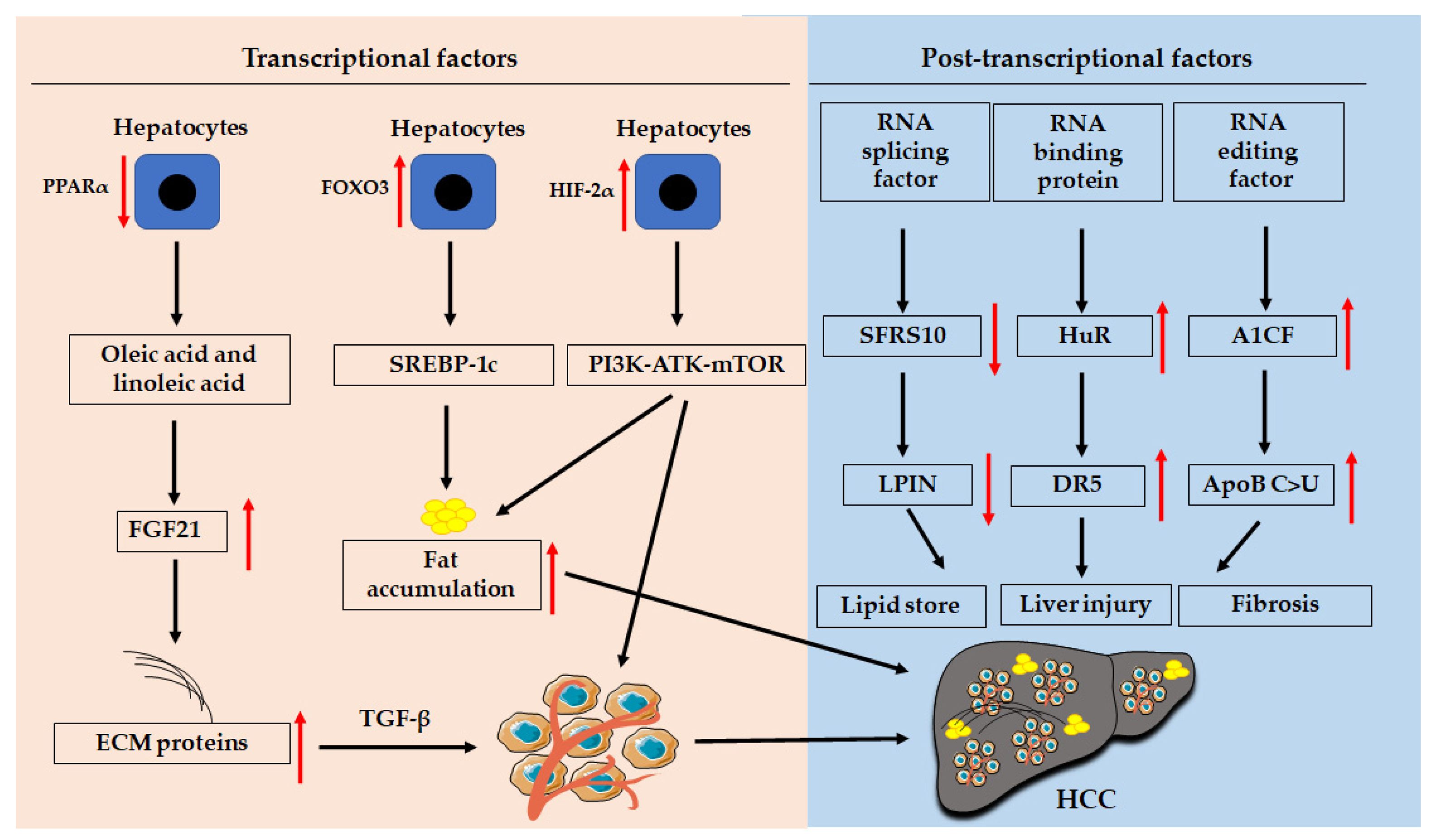 Cancers 13 03740 g002 Cancers 13 03740 g002