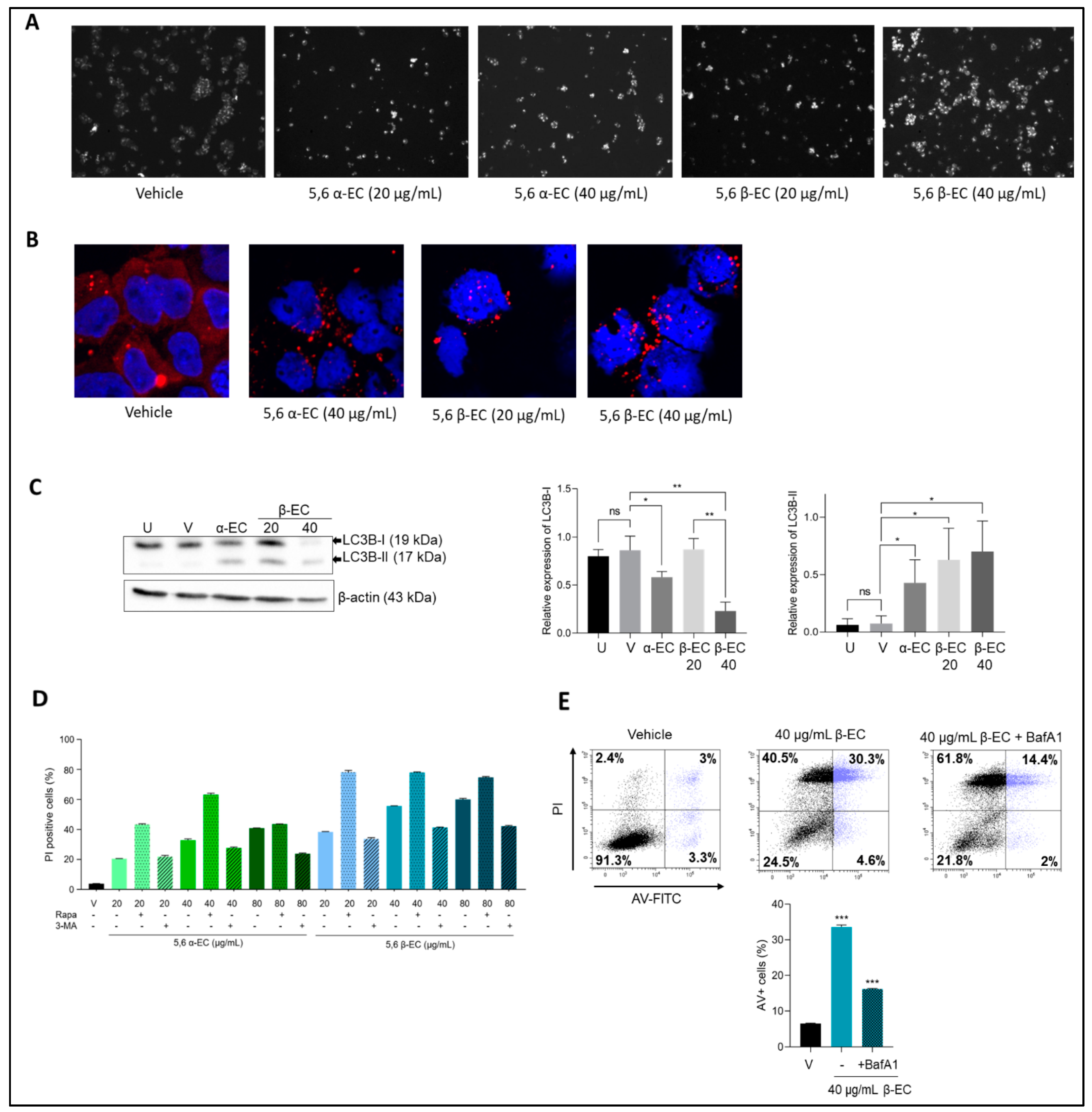 Cancers 13 03747 g005 550