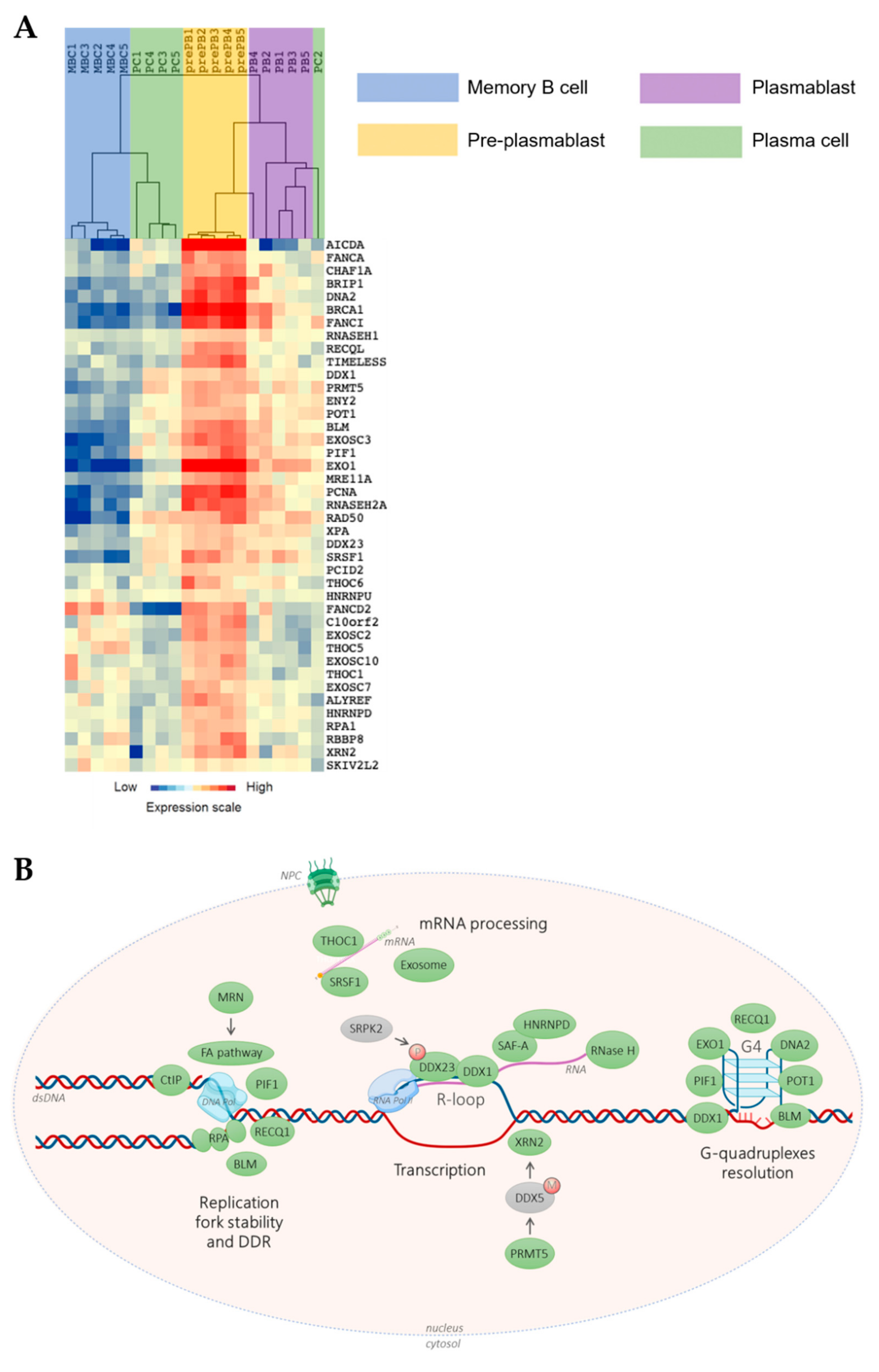 BRCA2 promotes DNA‐RNA hybrid resolution by DDX5 helicase at DNA