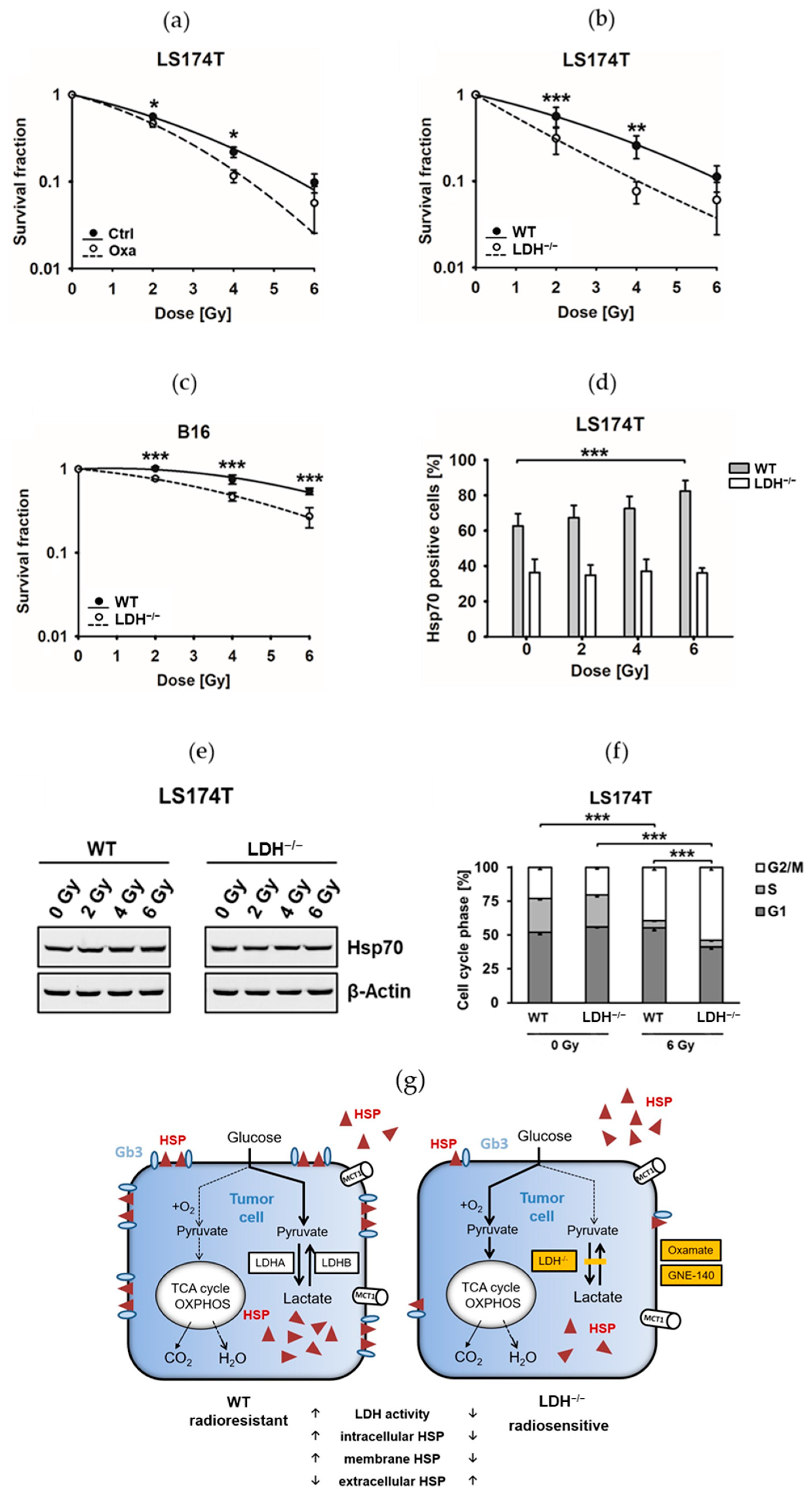 Cancers 13 03762 g005 550