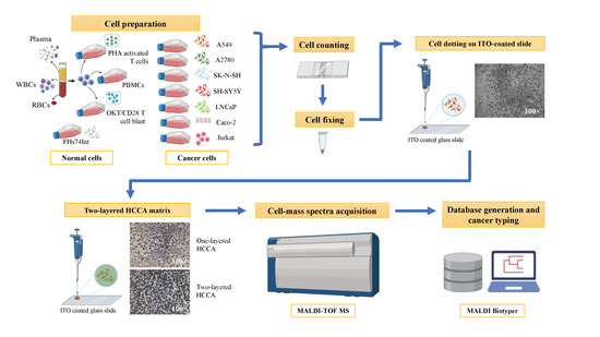 Cancers Free Full Text Cell Main Spectra Profile Screening Technique In Simulation Of Circulating Tumour Cells Using Maldi Tof Mass Spectrometry