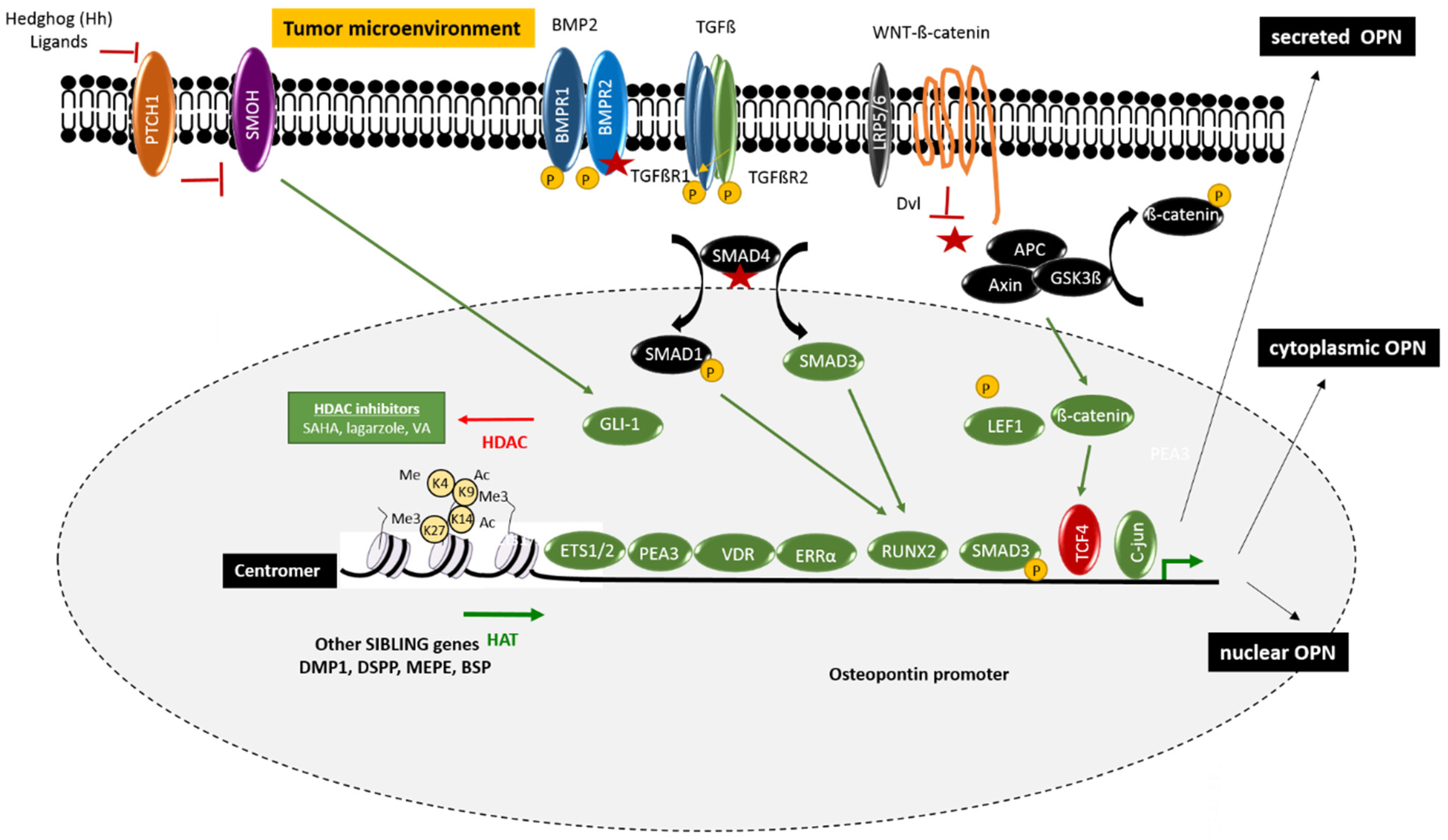 Cancers 13 03793 g001