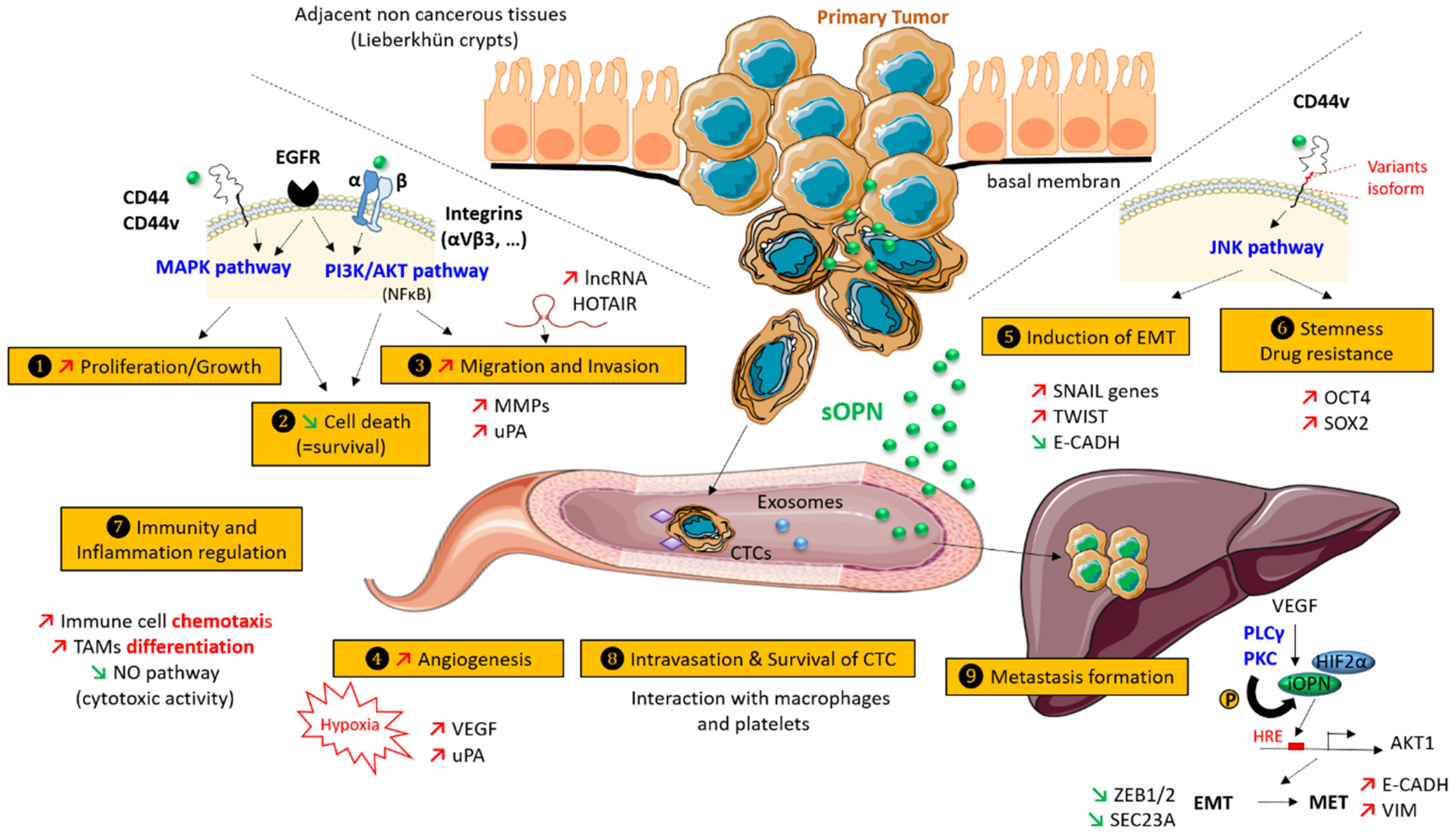 Cancers 13 03793 g002