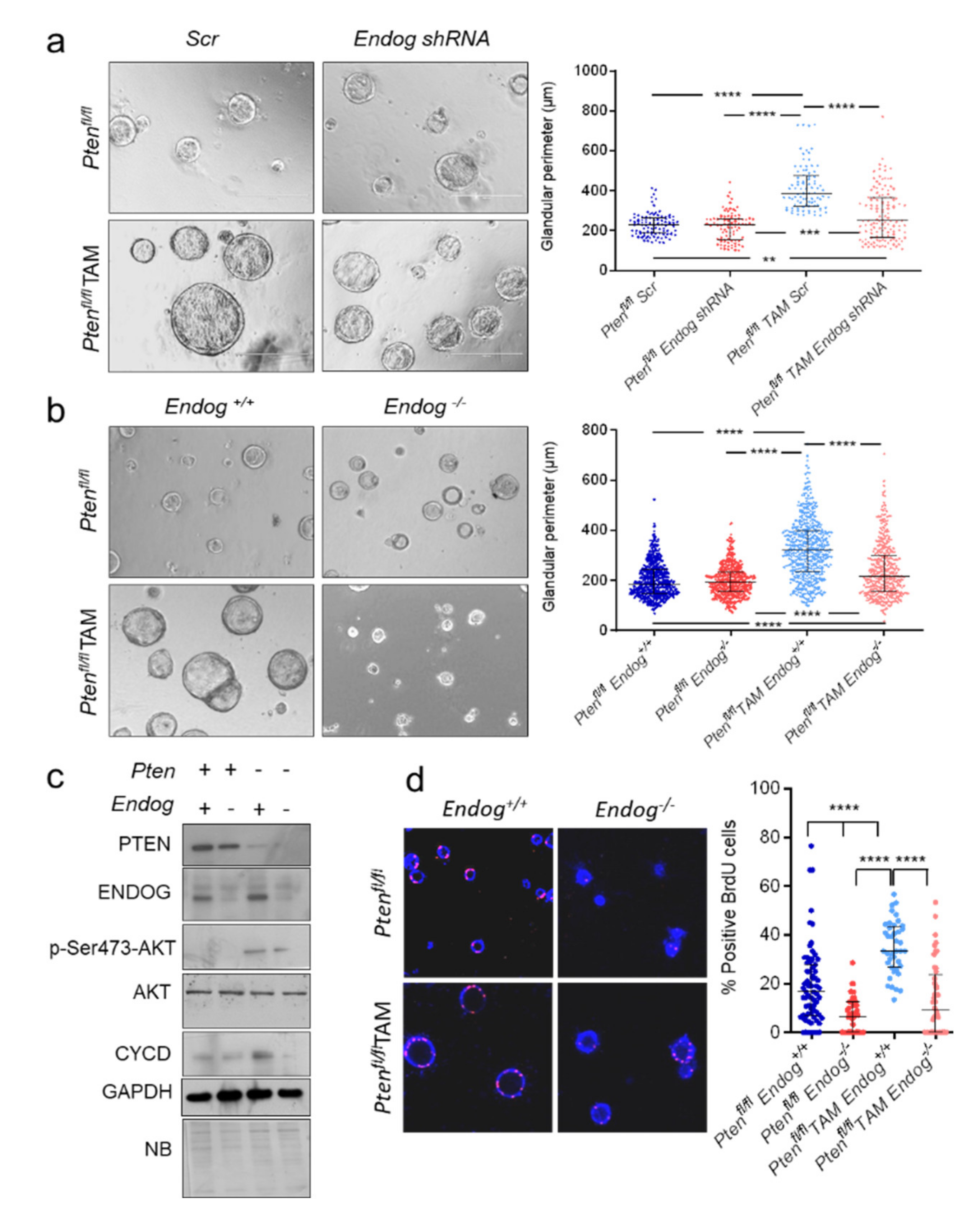 Cancers 13 03803 g003
