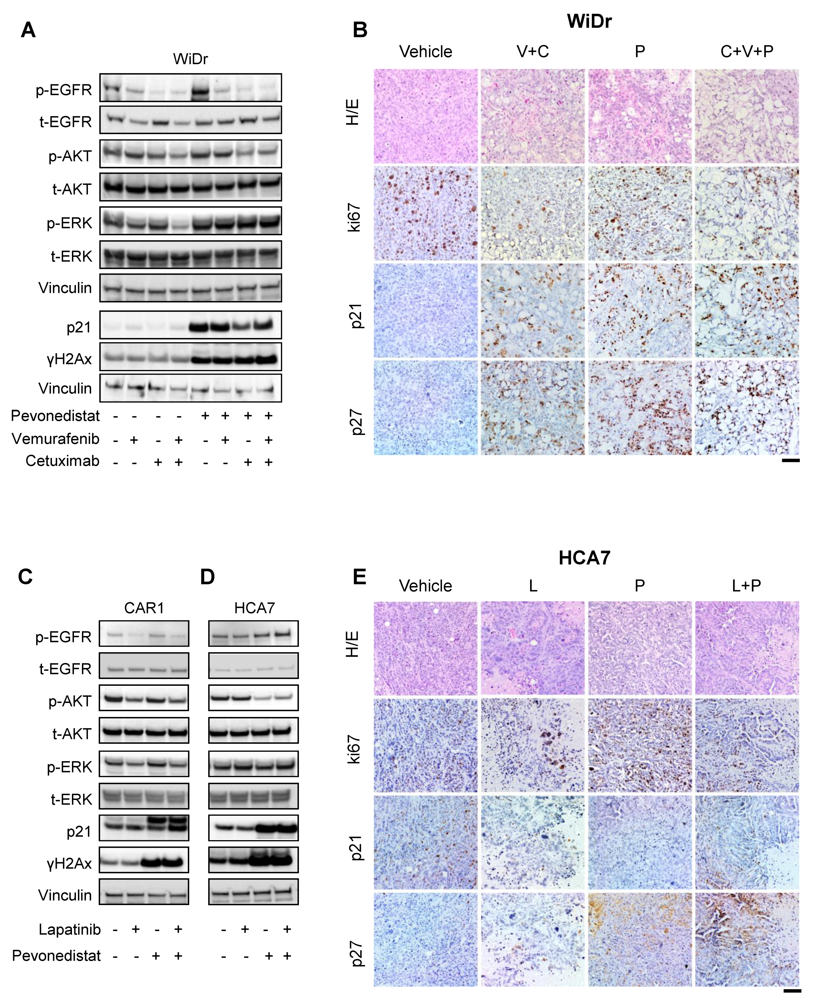 Cancers 13 03805 g005 550