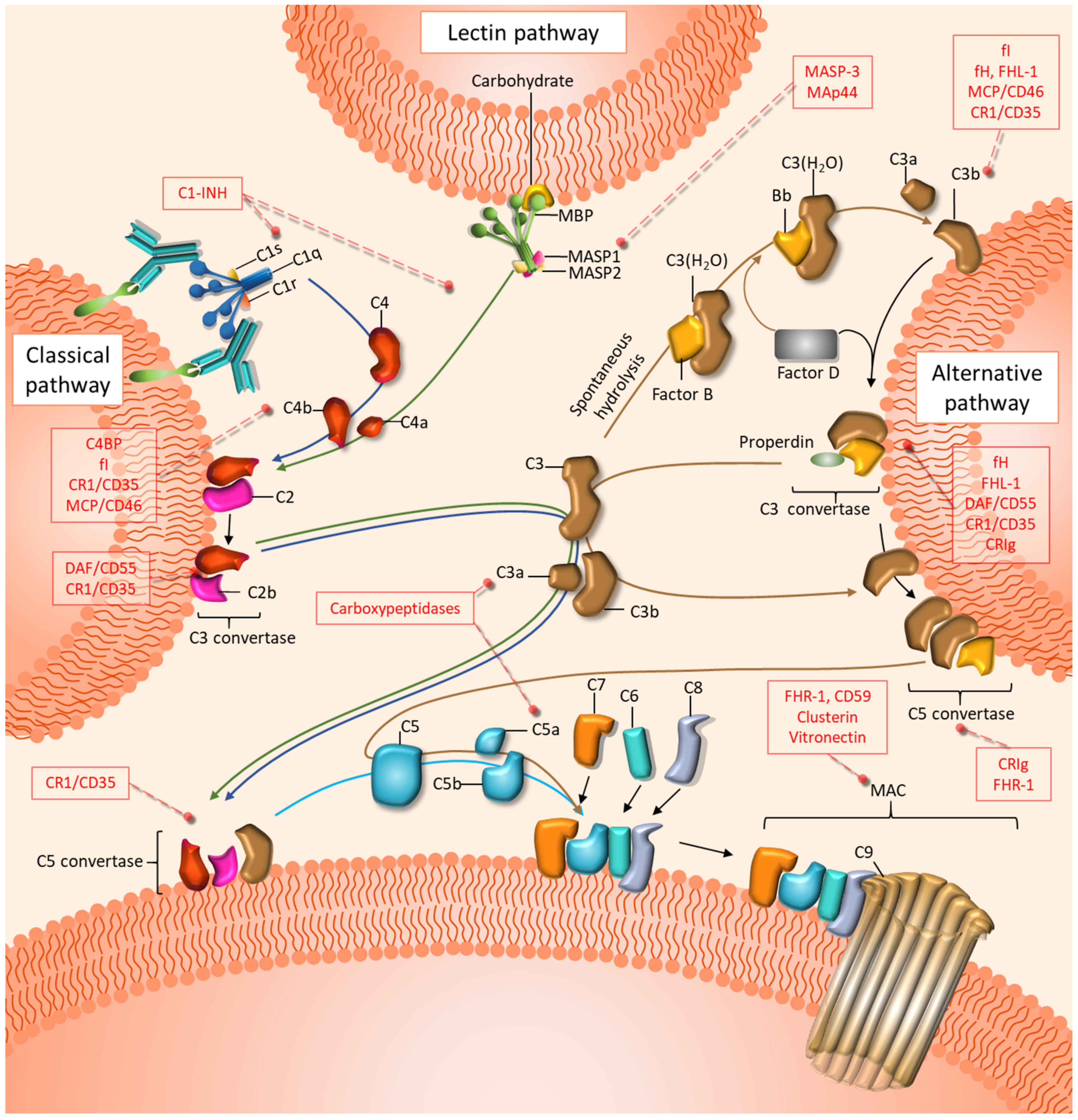 Cancers 13 03806 g001