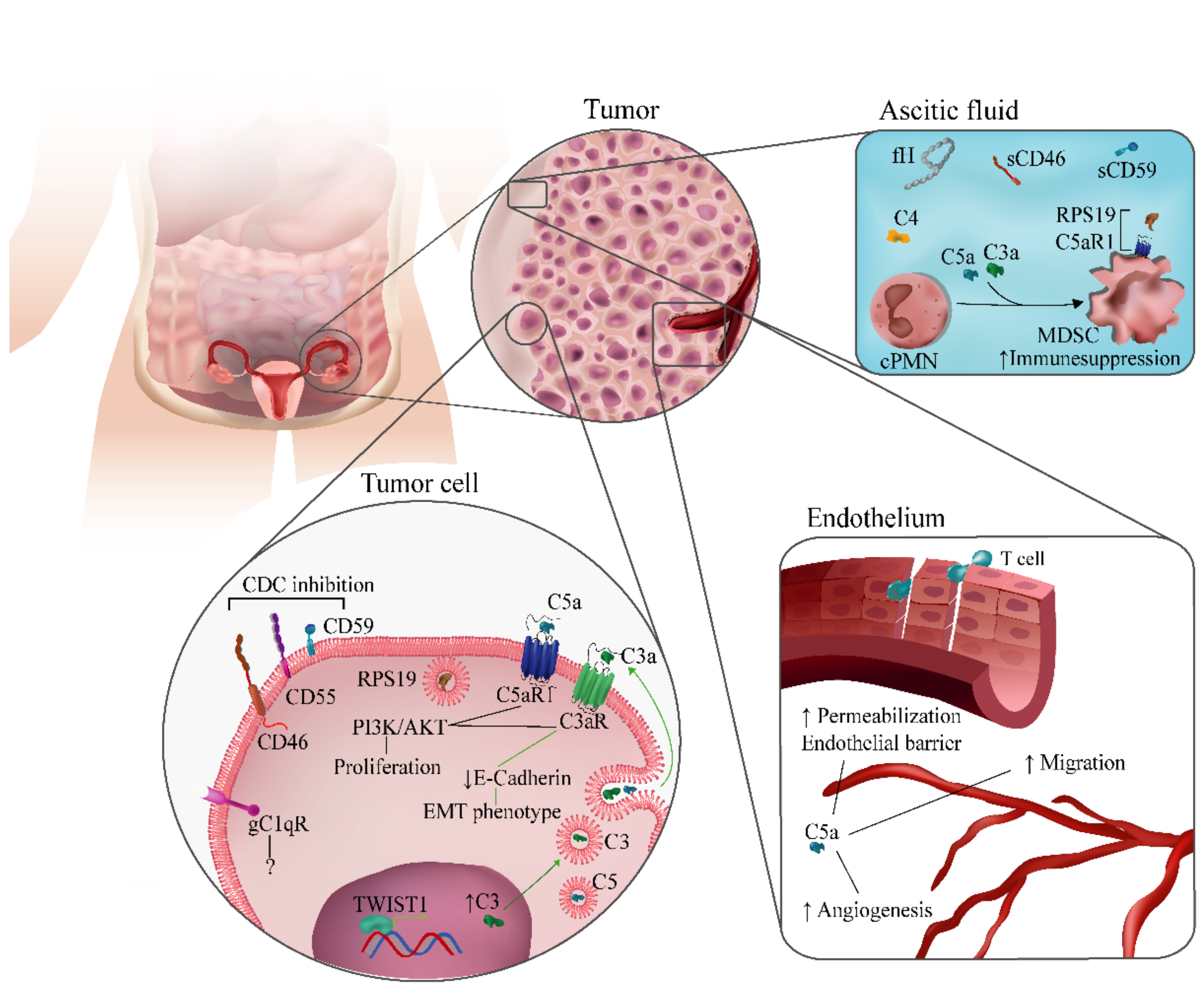 Cancers 13 03806 g002