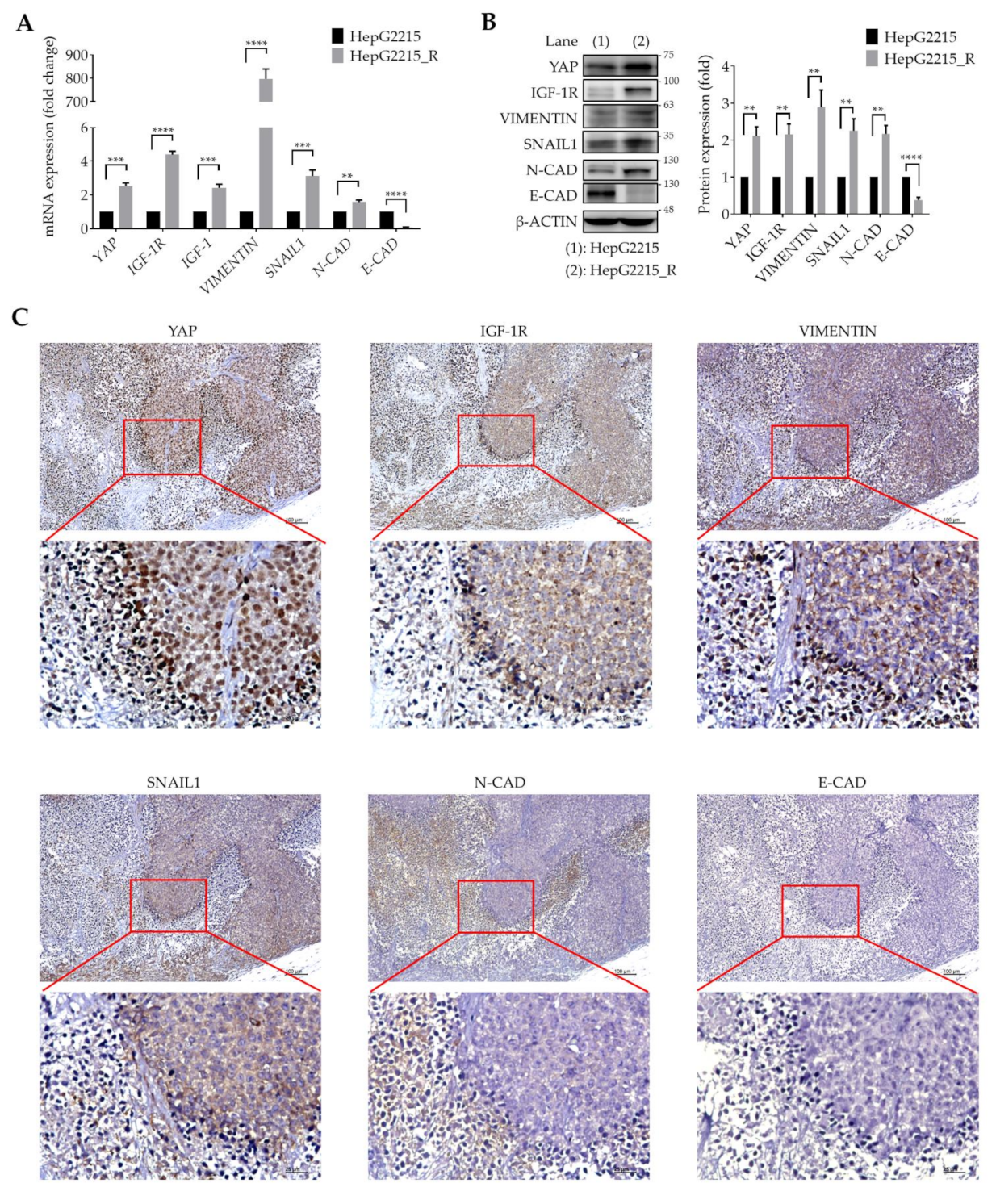 Cancers 13 03812 g002
