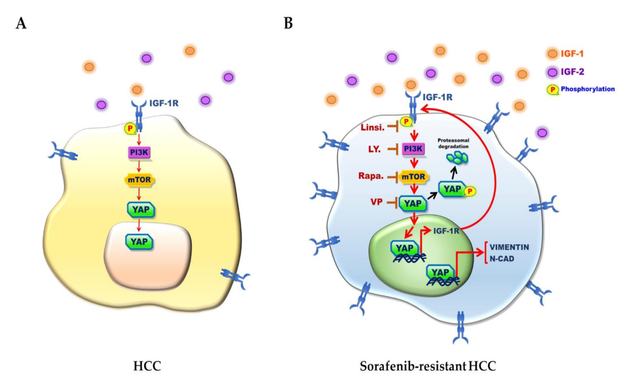 Cancers 13 03812 g006