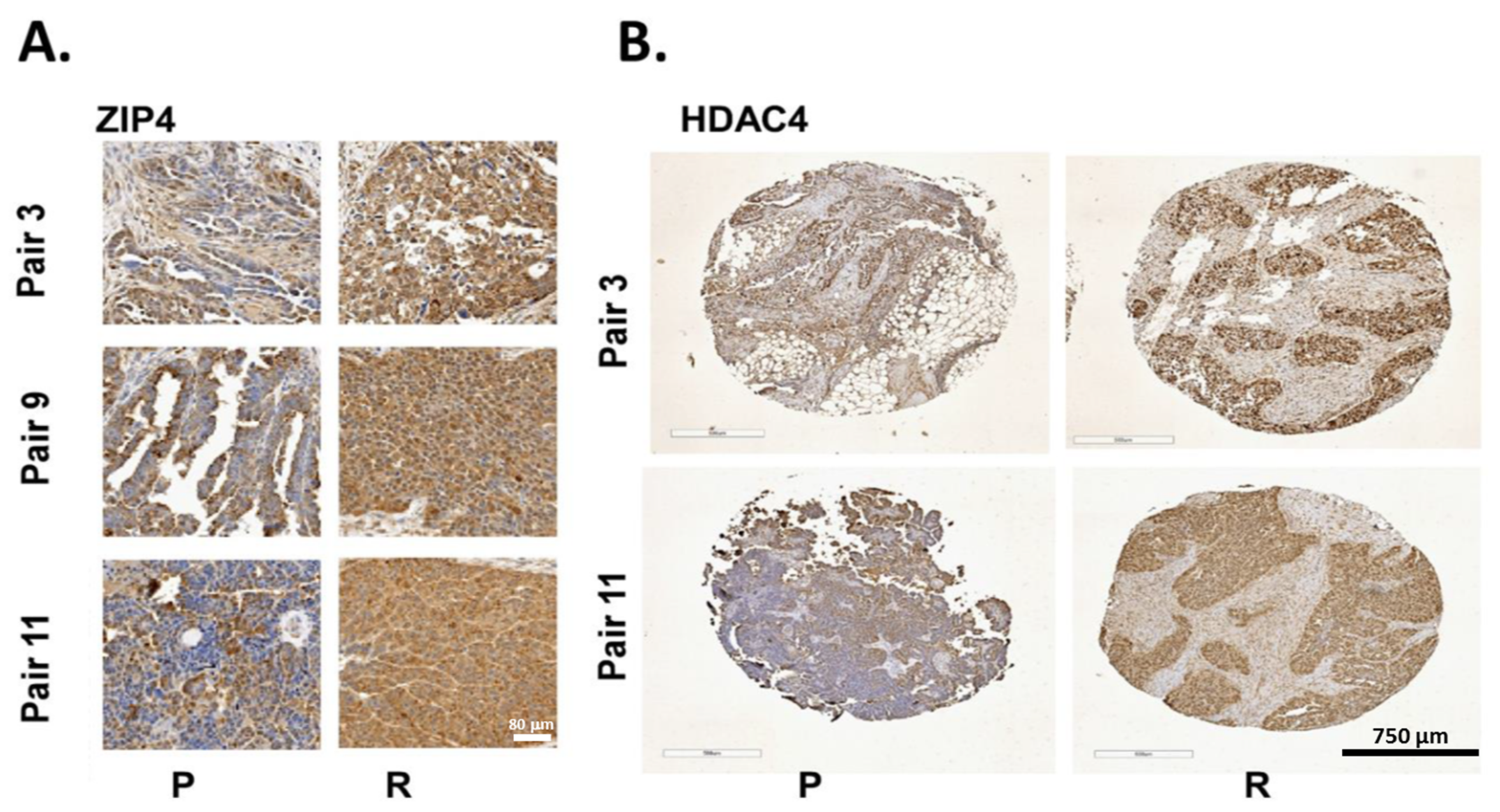 Cancers 13 03821 g008 Cancers 13 03821 g008
