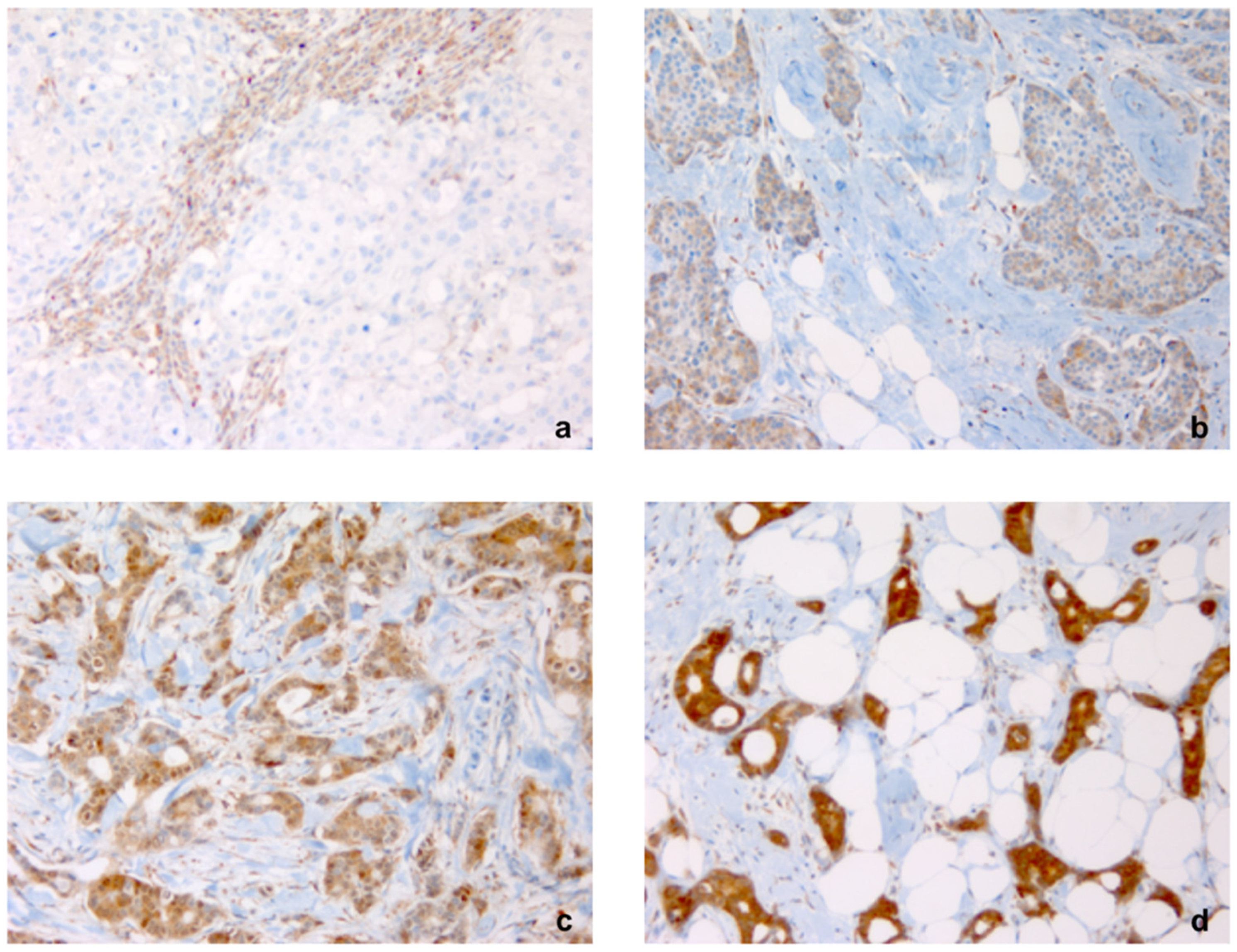 Cancers 13 03824 g001