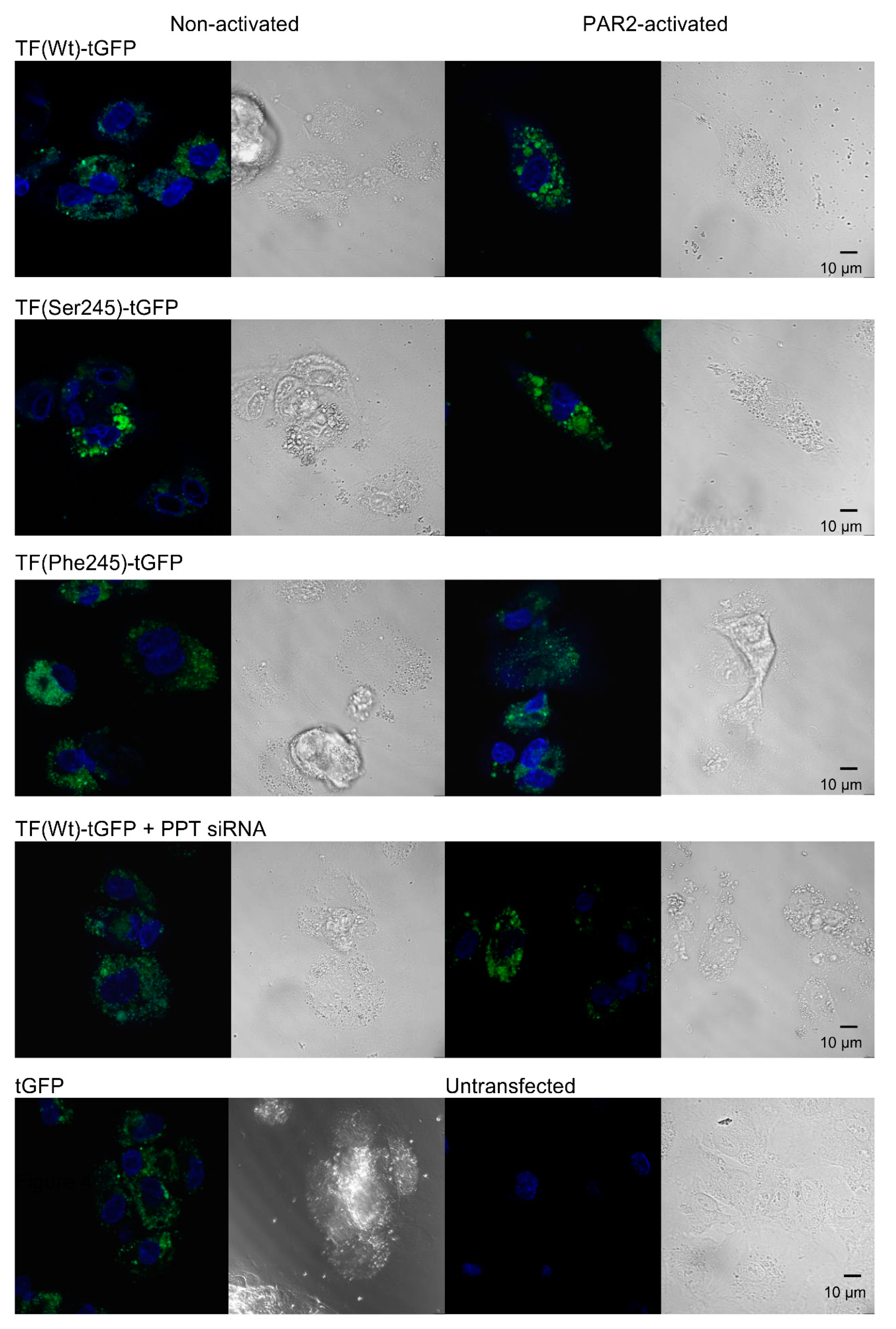 Cancers 13 03837 g003