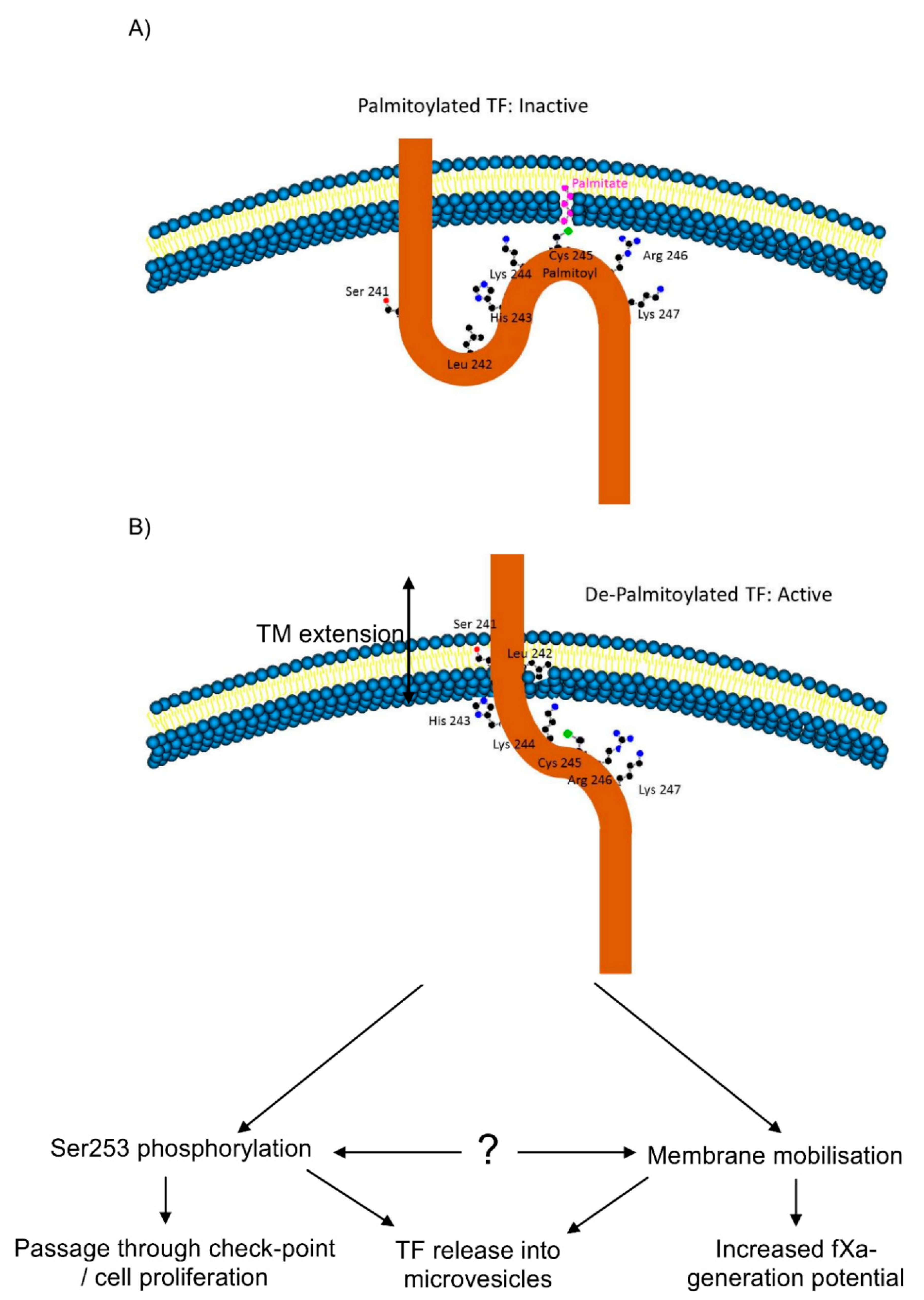 Cancers 13 03837 g007
