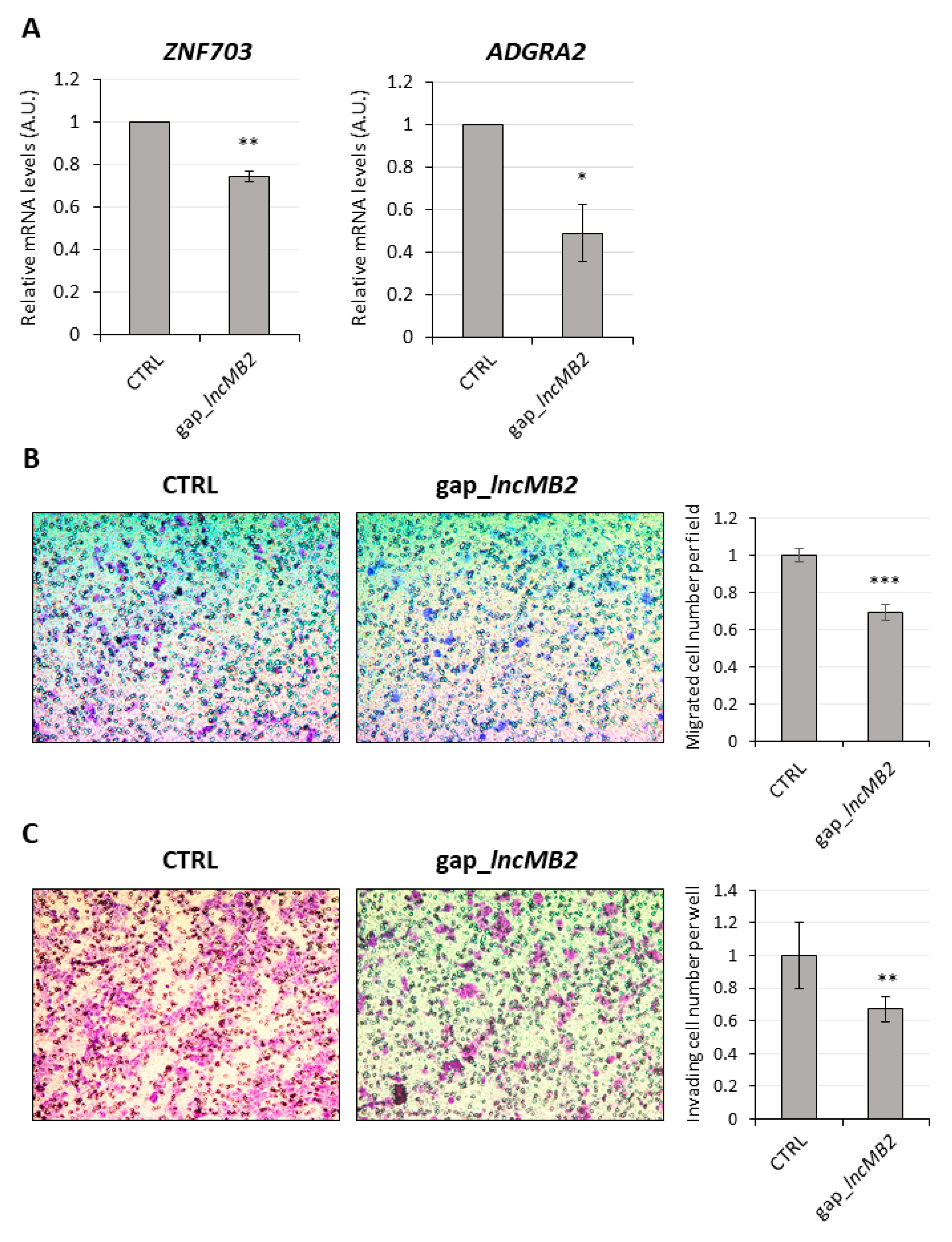 Cancers 13 03853 g011