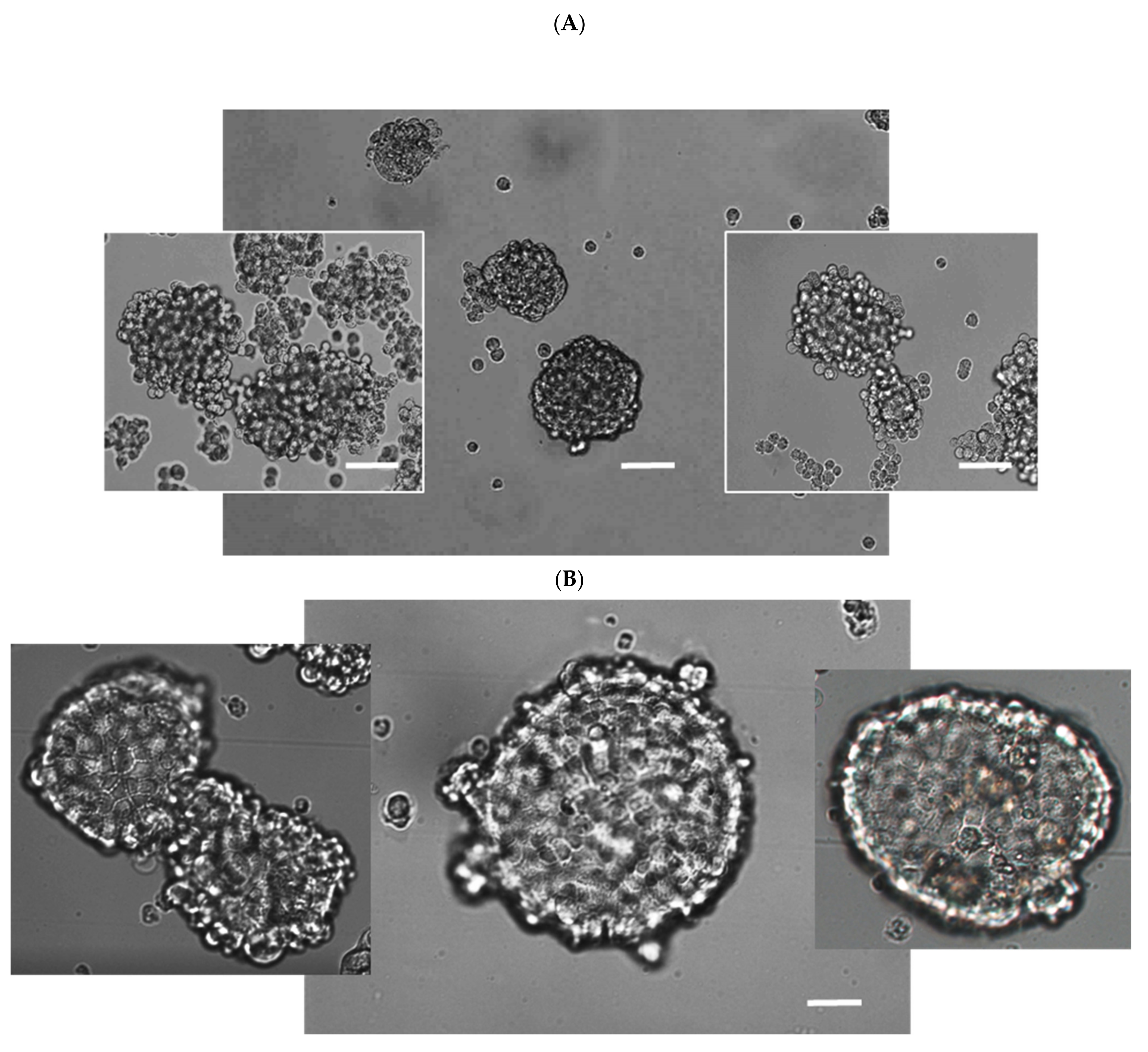 Cancers 13 03855 g010 Cancers 13 03855 g010