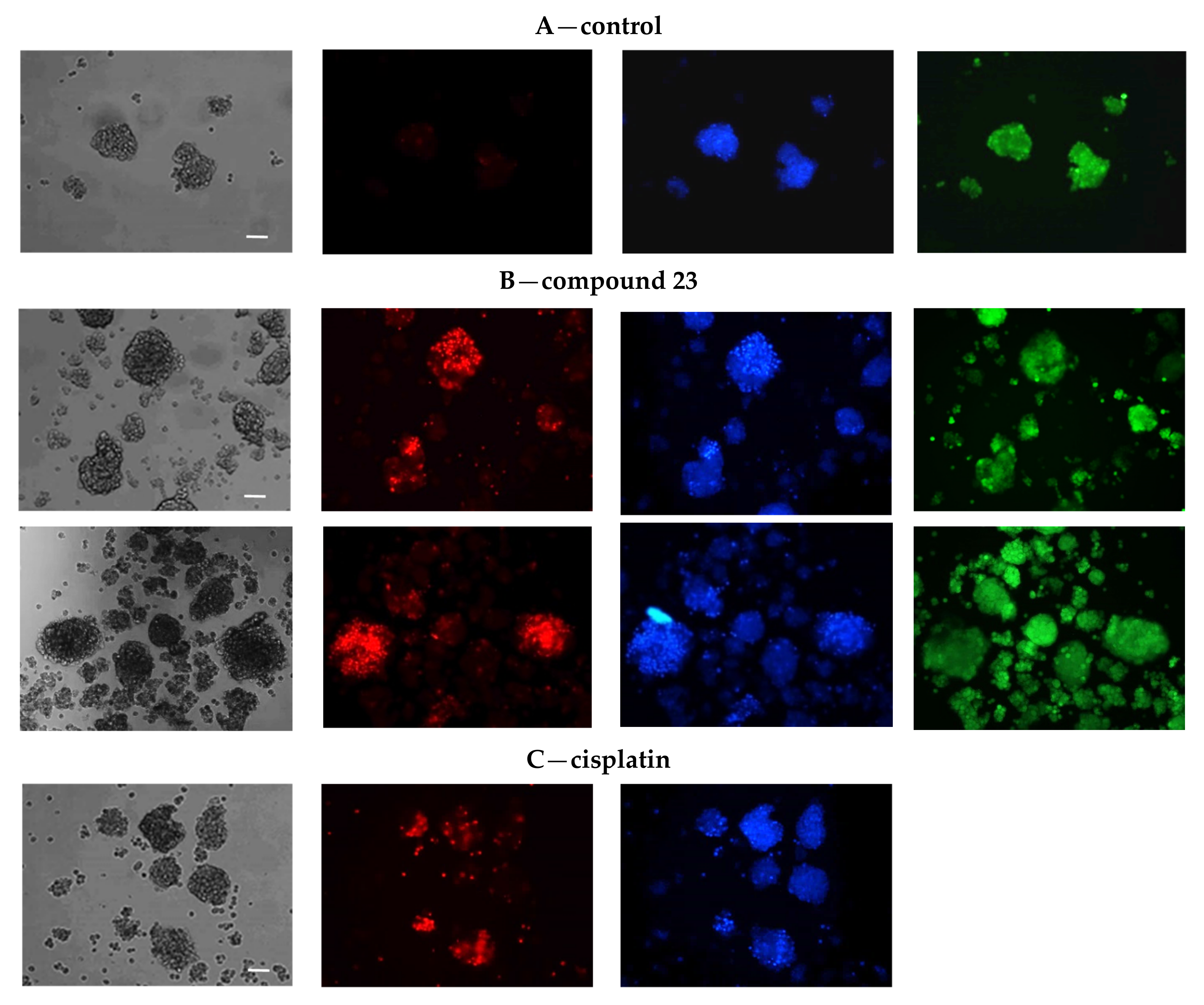 Cancers 13 03855 g011 Cancers 13 03855 g011