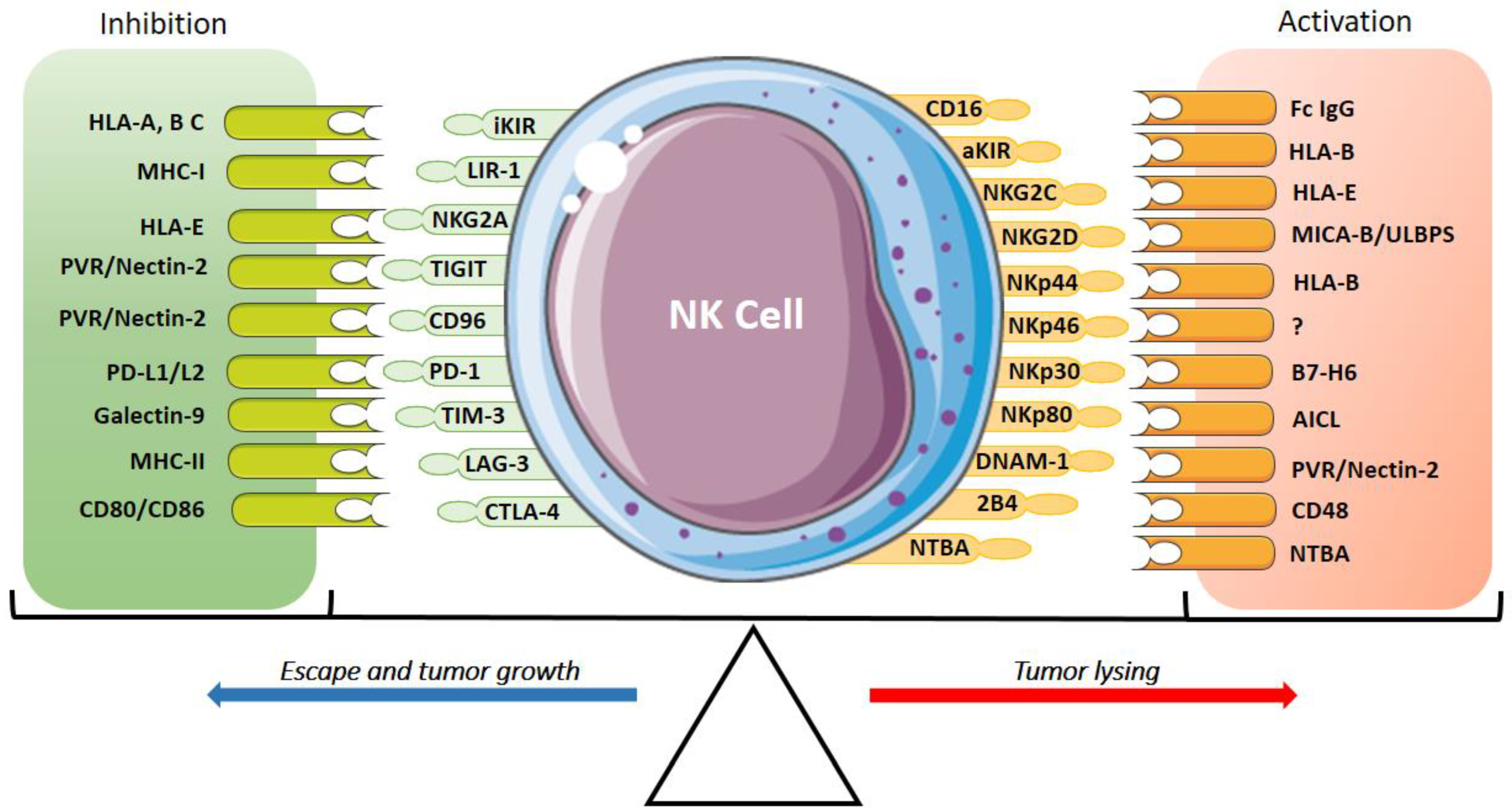 Cancers 13 03865 g001