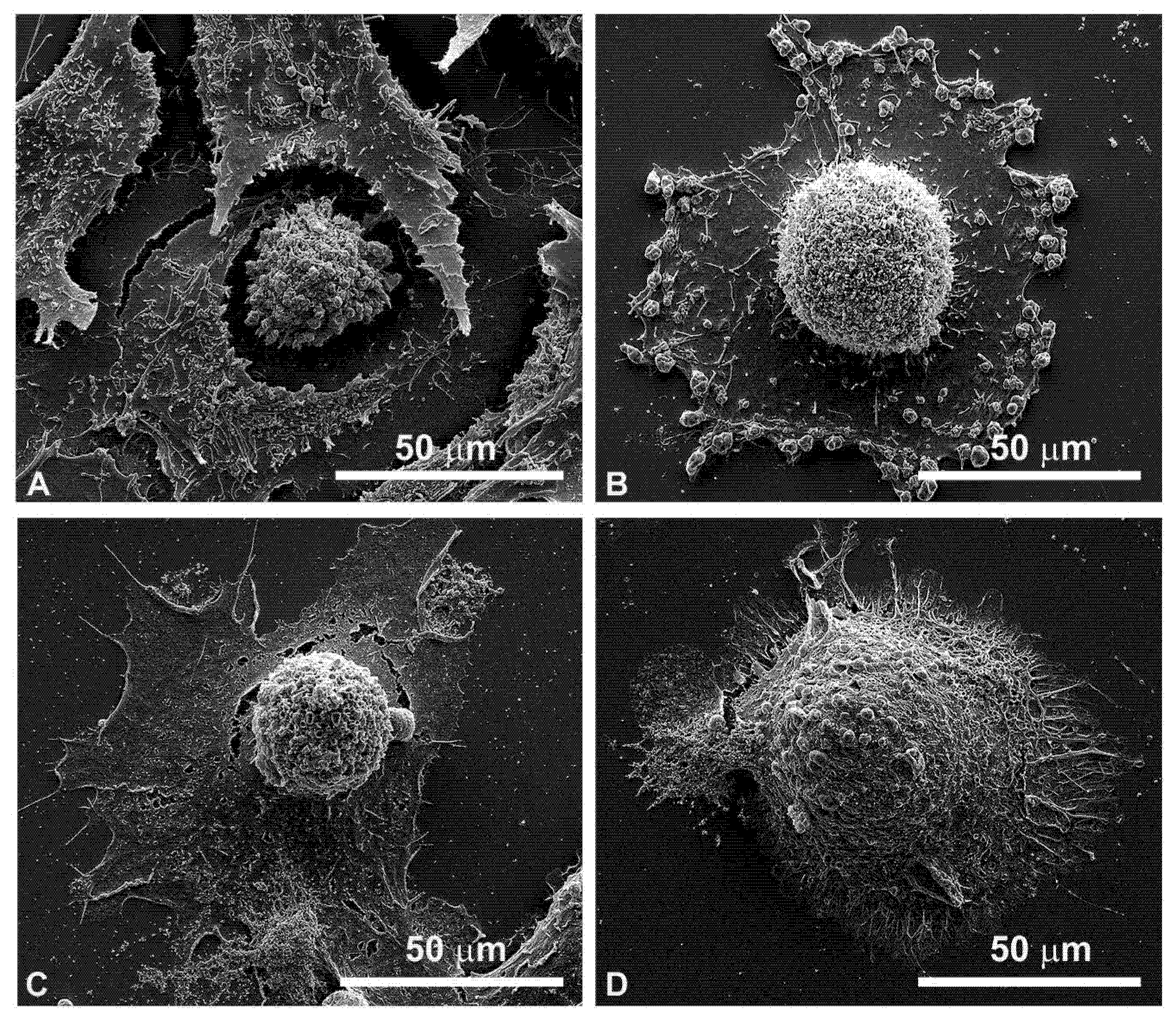 Cancers 13 03867 g007 Cancers 13 03867 g007