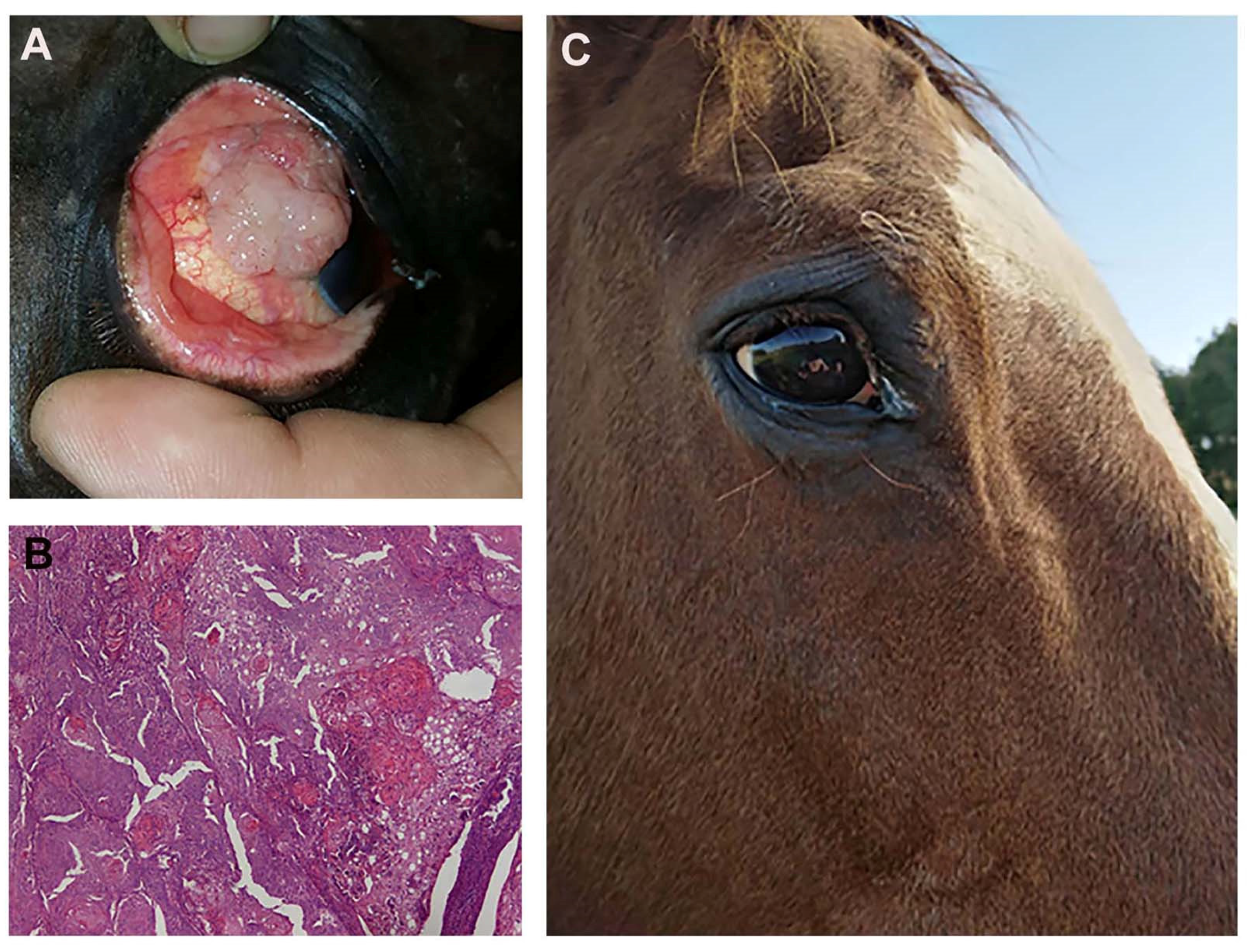 Cancers 13 03867 g013 Cancers 13 03867 g013