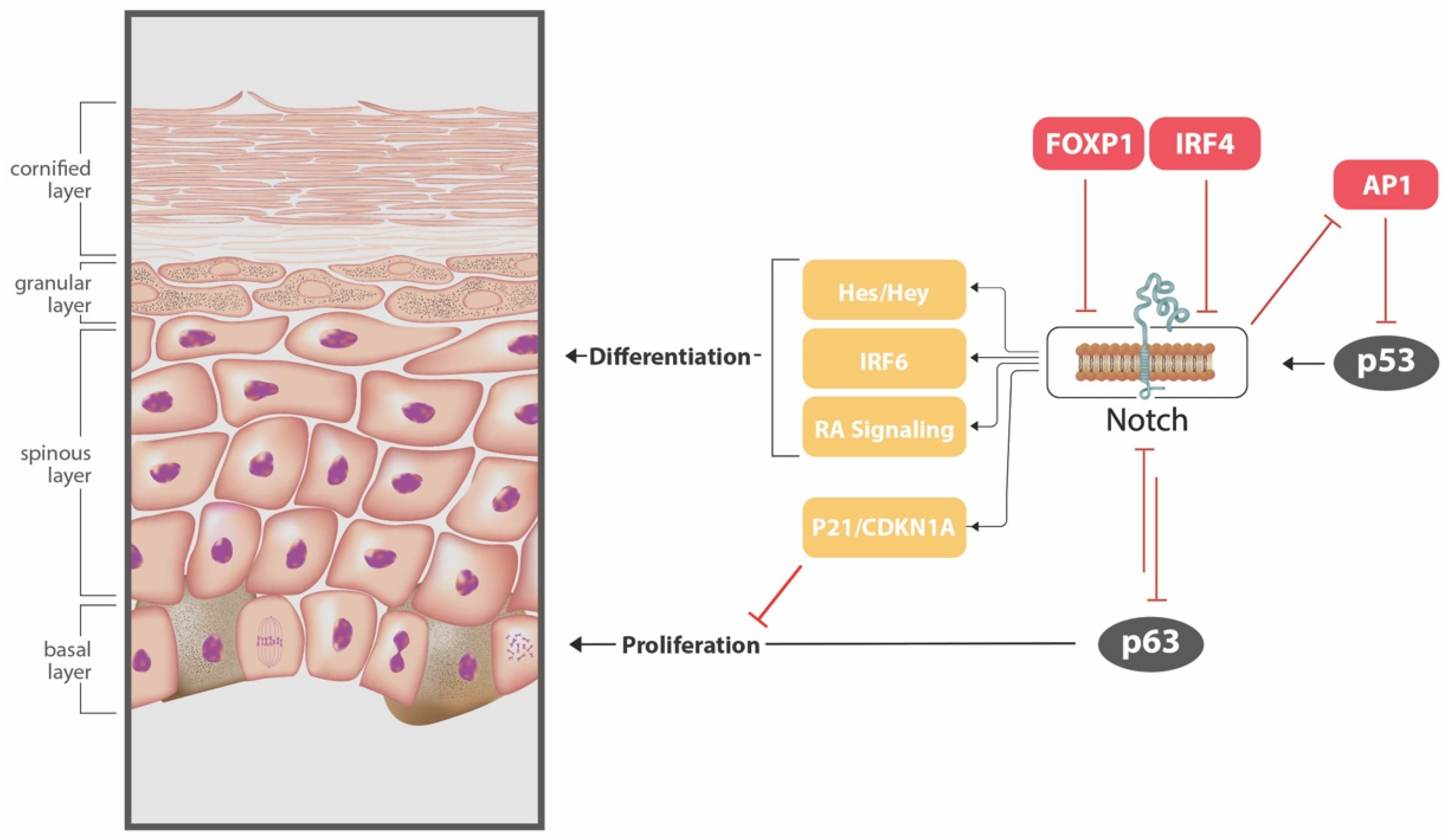 Cancers 13 03870 g002 550