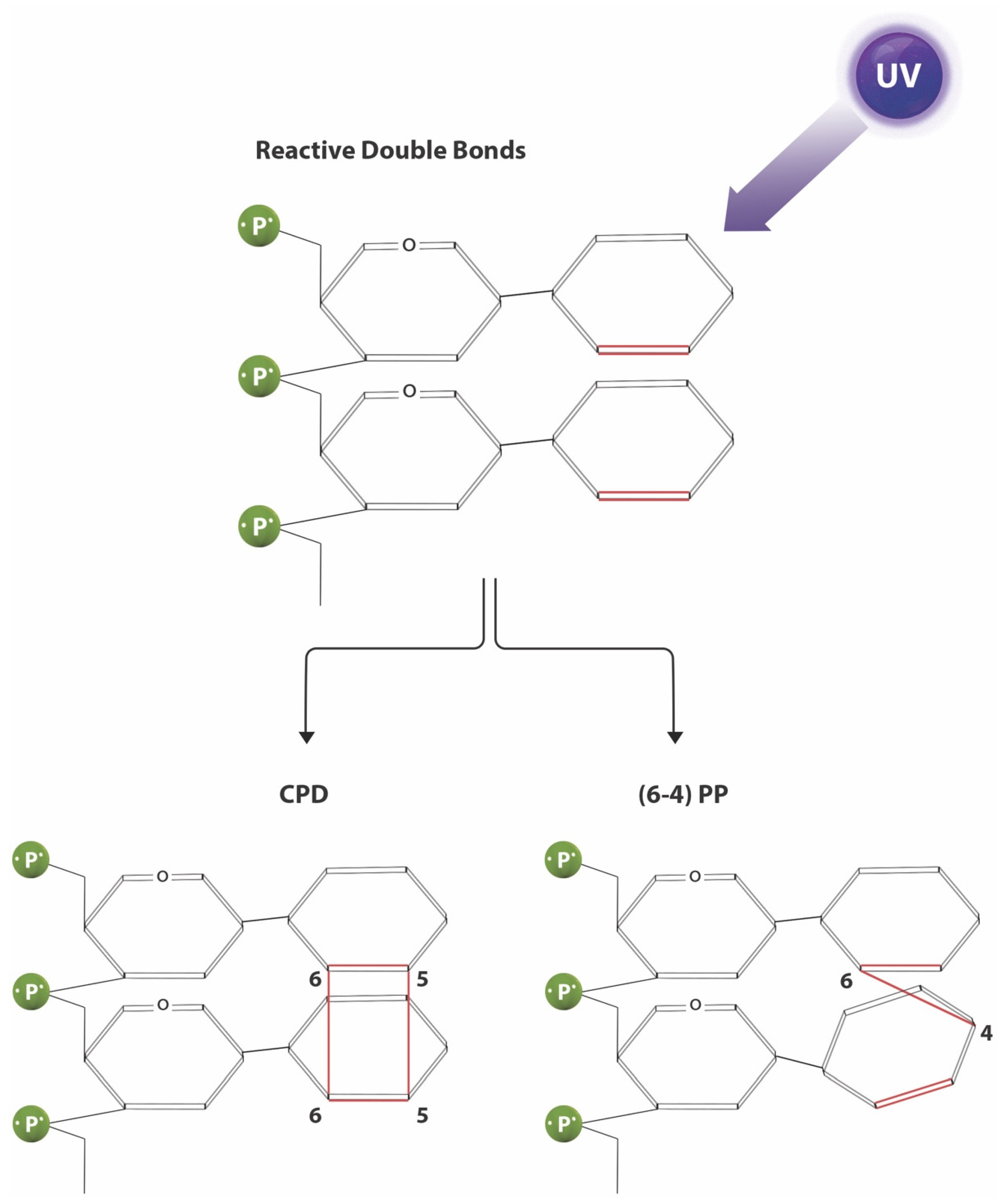 Cancers 13 03870 g004 550