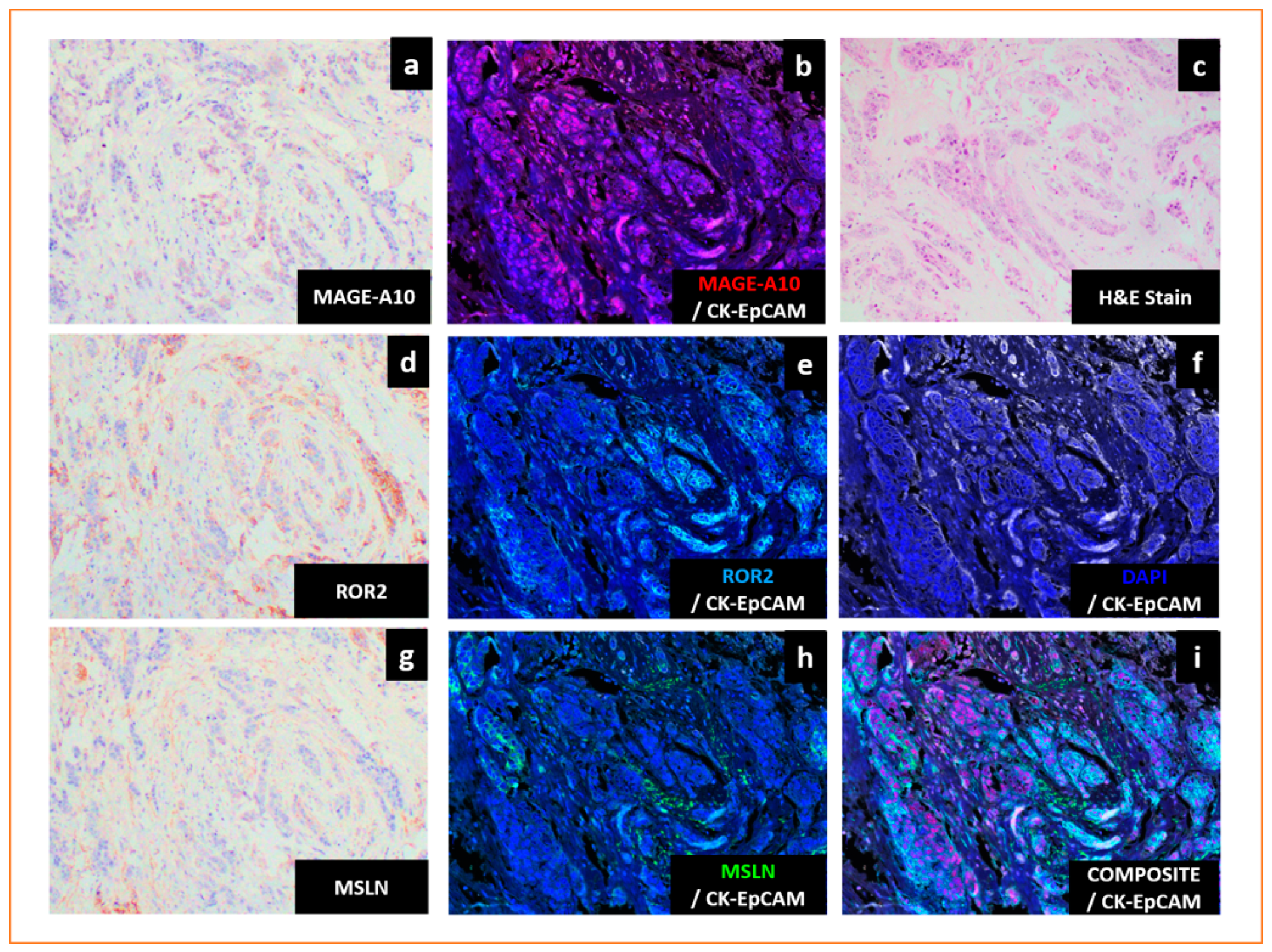 Cancers 13 03875 g001 Cancers 13 03875 g001