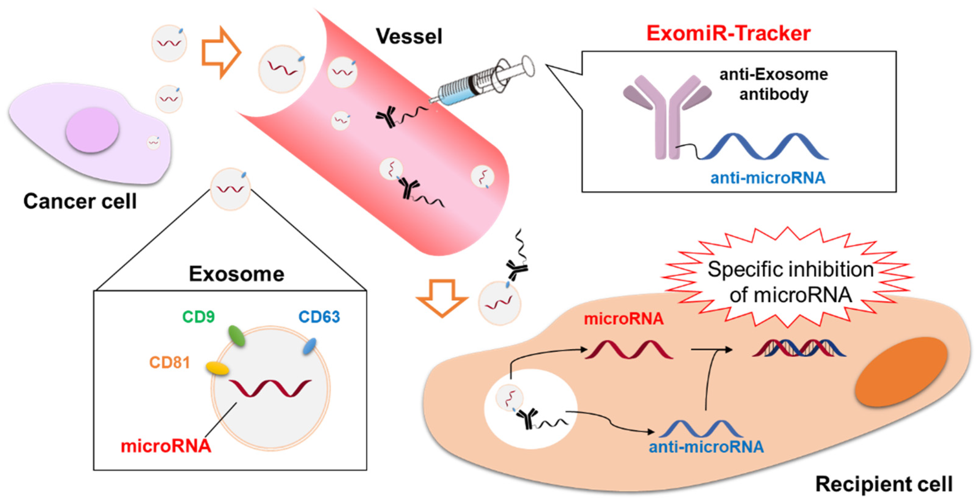 Cancers 13 03881 g003