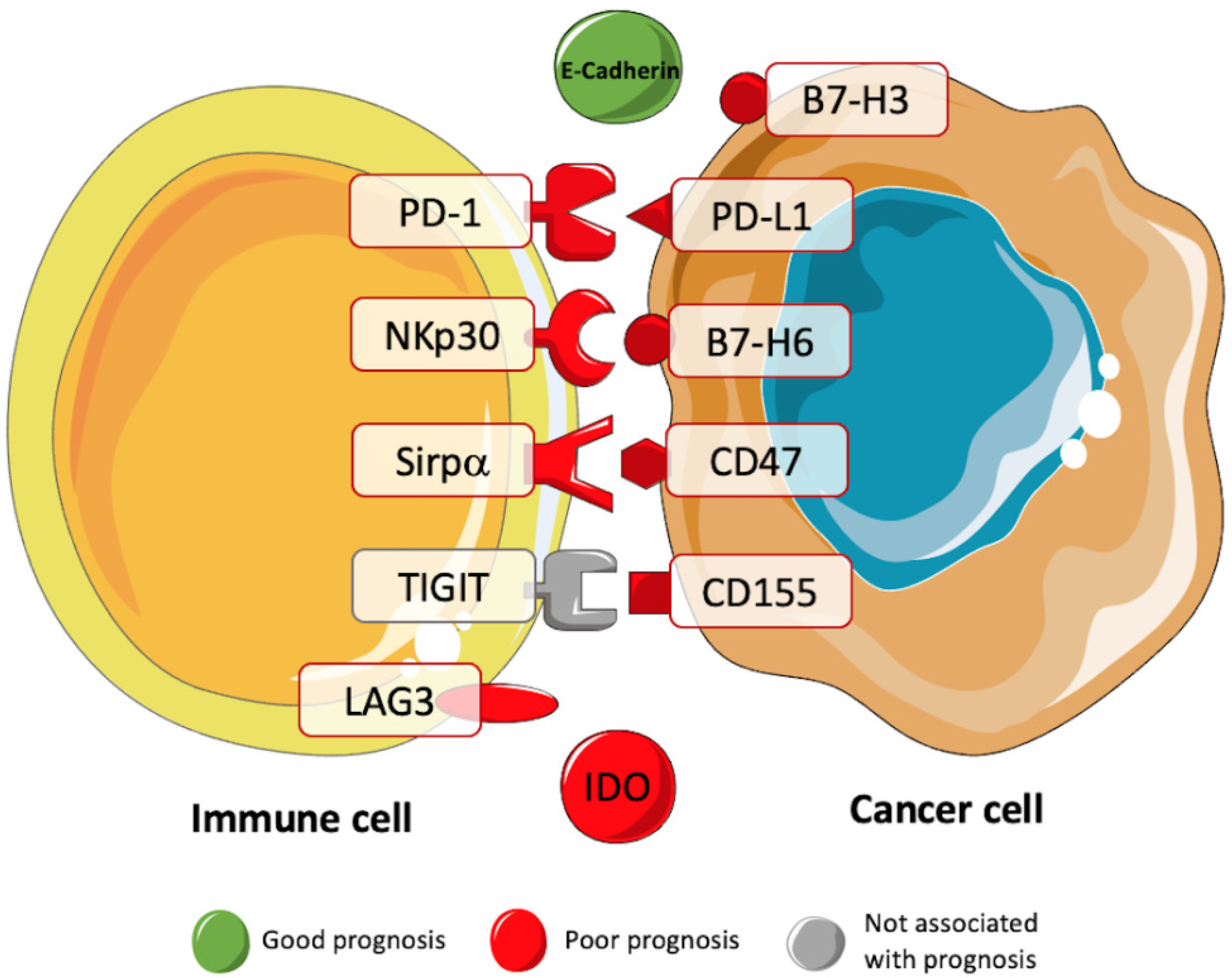 Cancers 13 03885 g002 Cancers 13 03885 g002