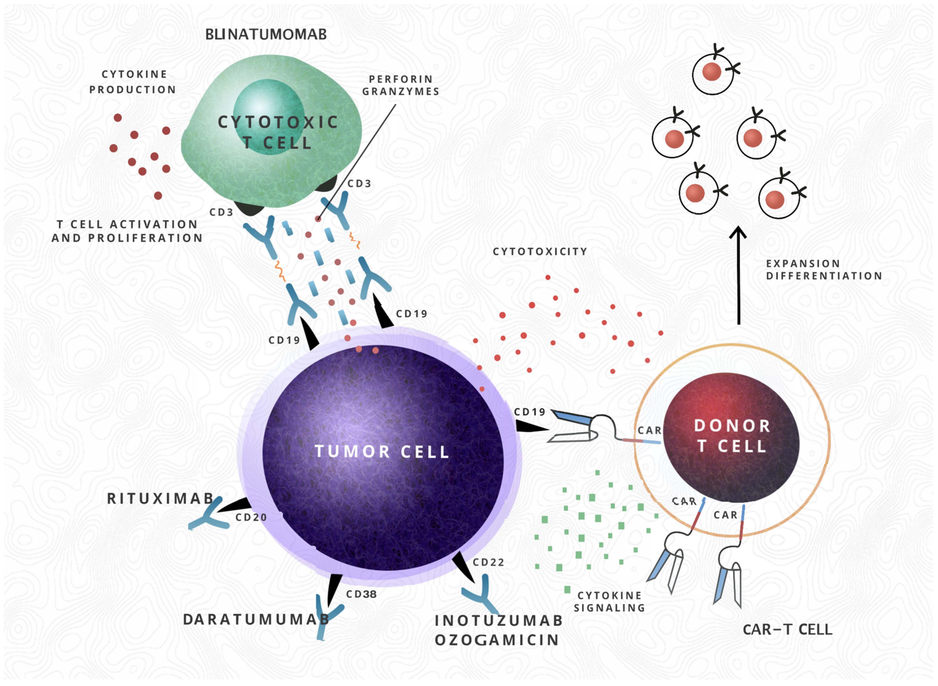 Cancers 13 03886 g001 Cancers 13 03886 g001