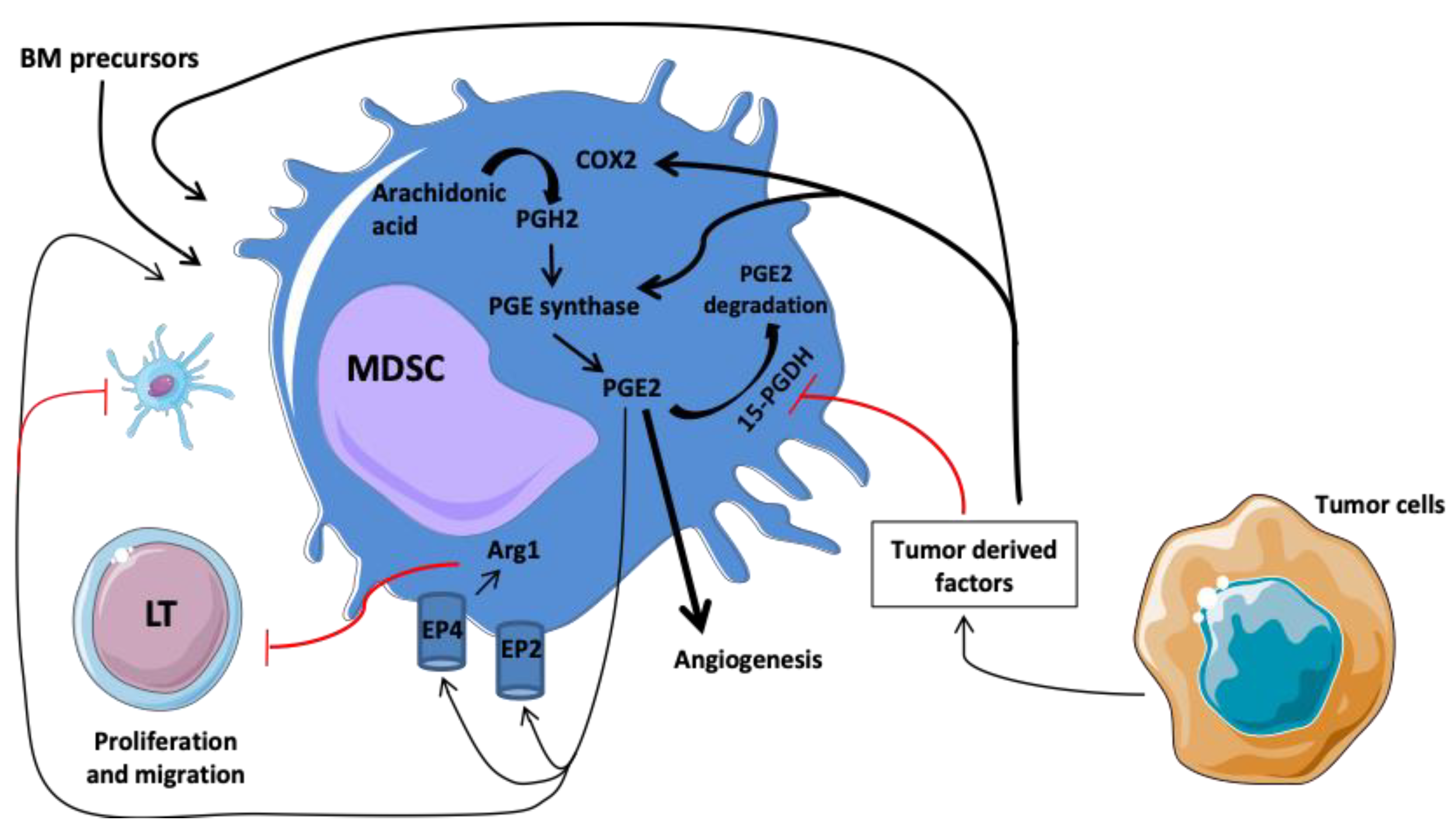 Cancers 13 03895 g001 550