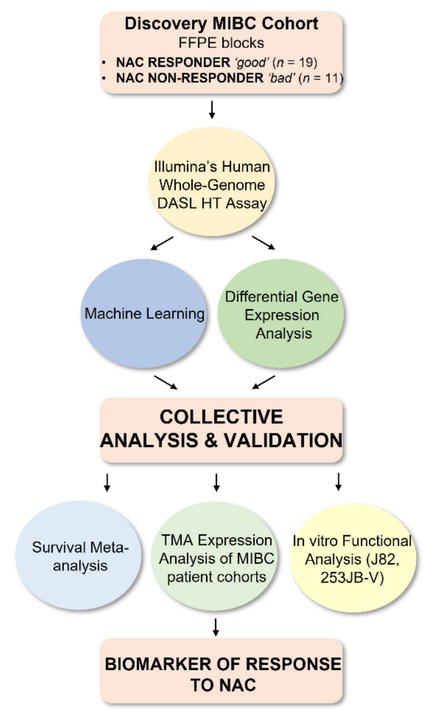 Cancers 13 03903 g001