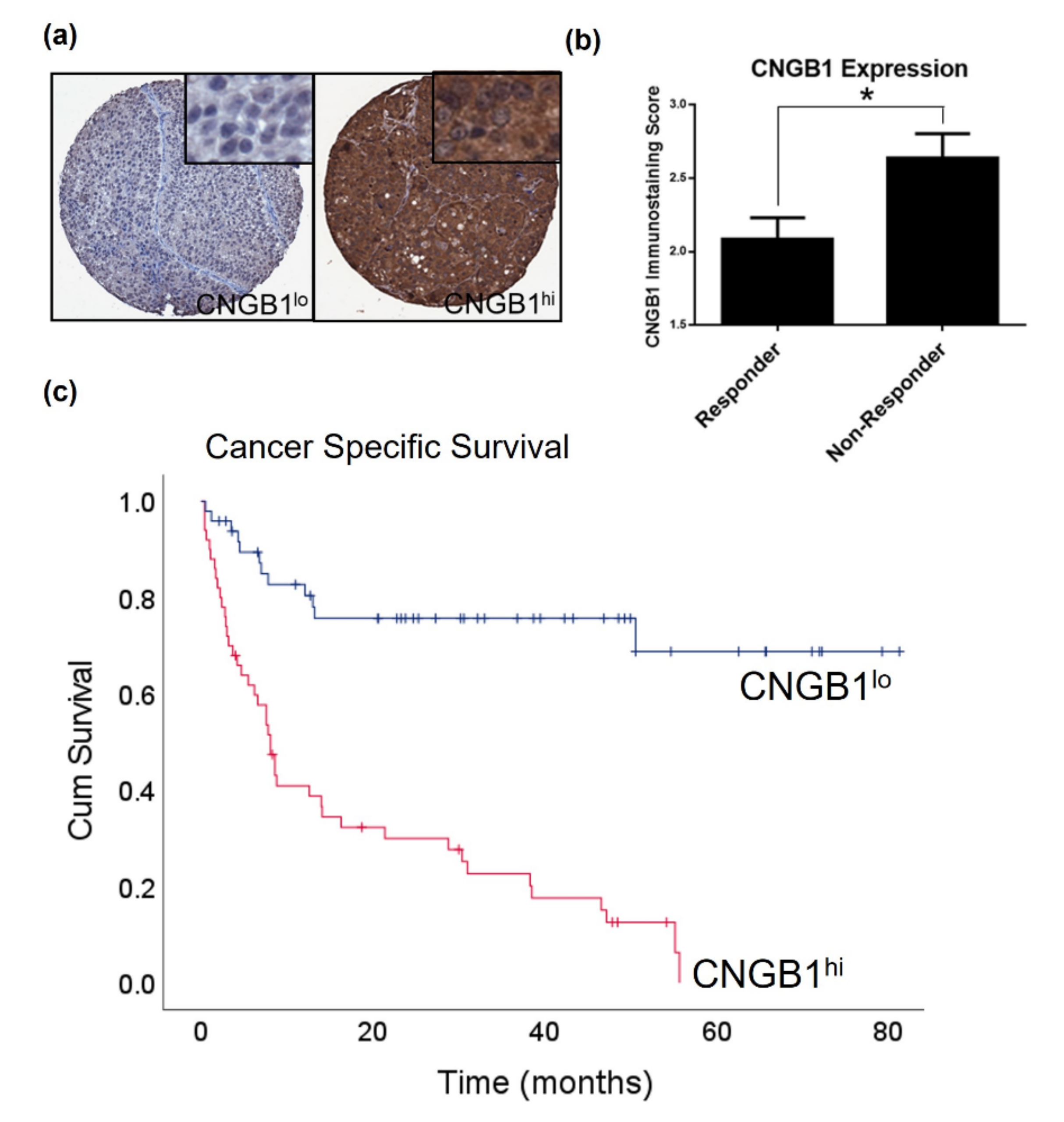 Cancers 13 03903 g004