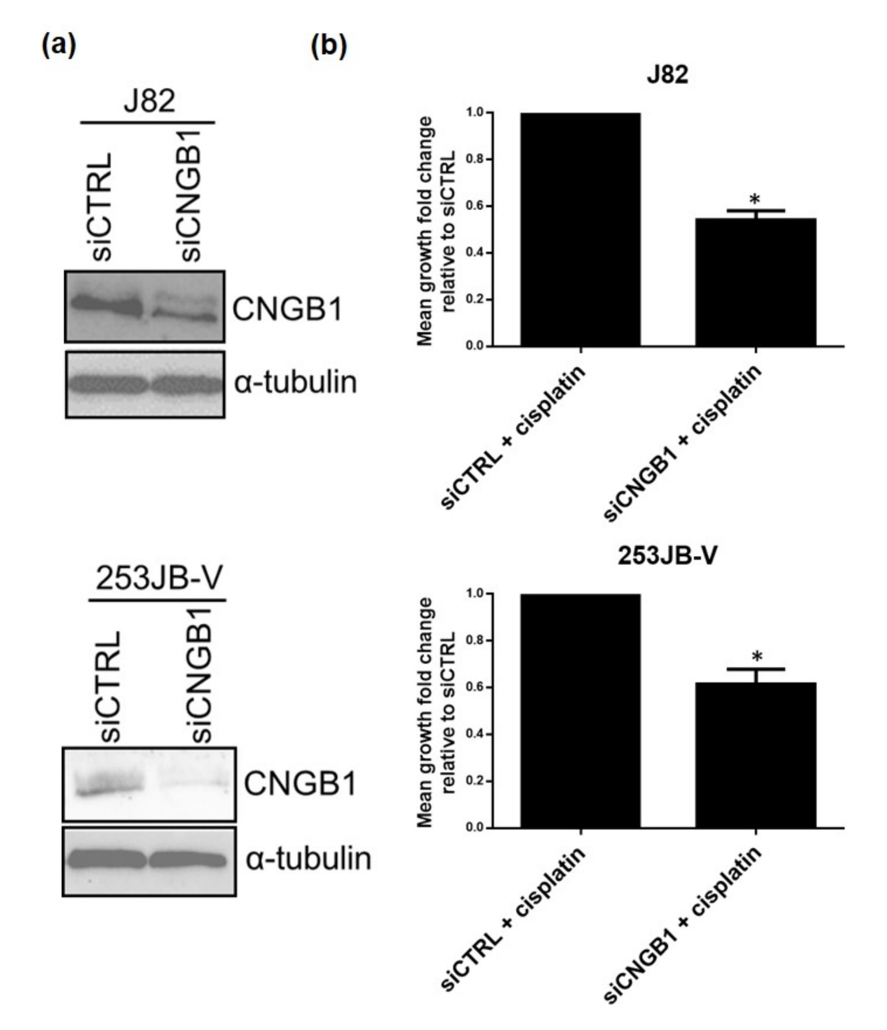 Cancers 13 03903 g005