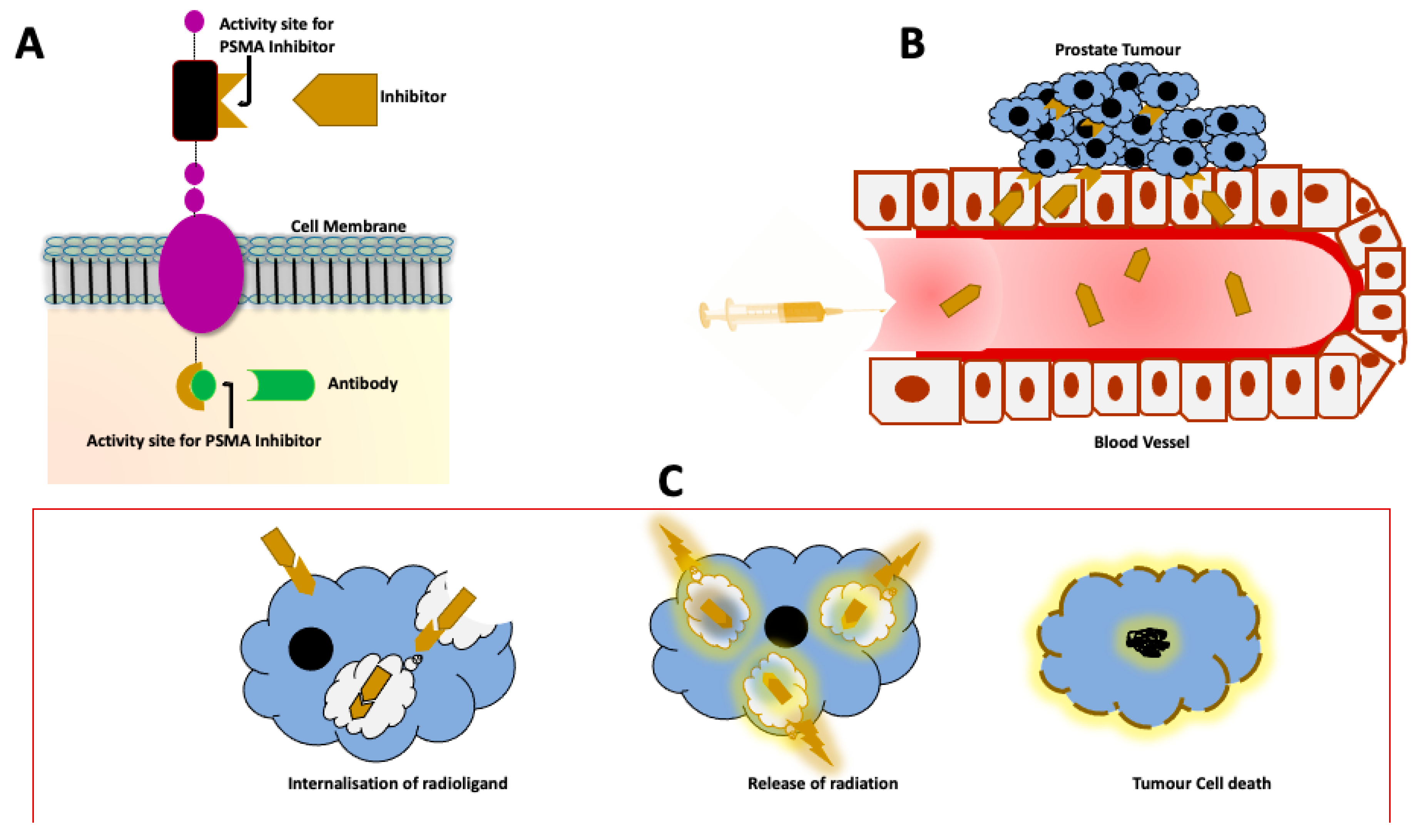 Cancers 13 03904 g001 550