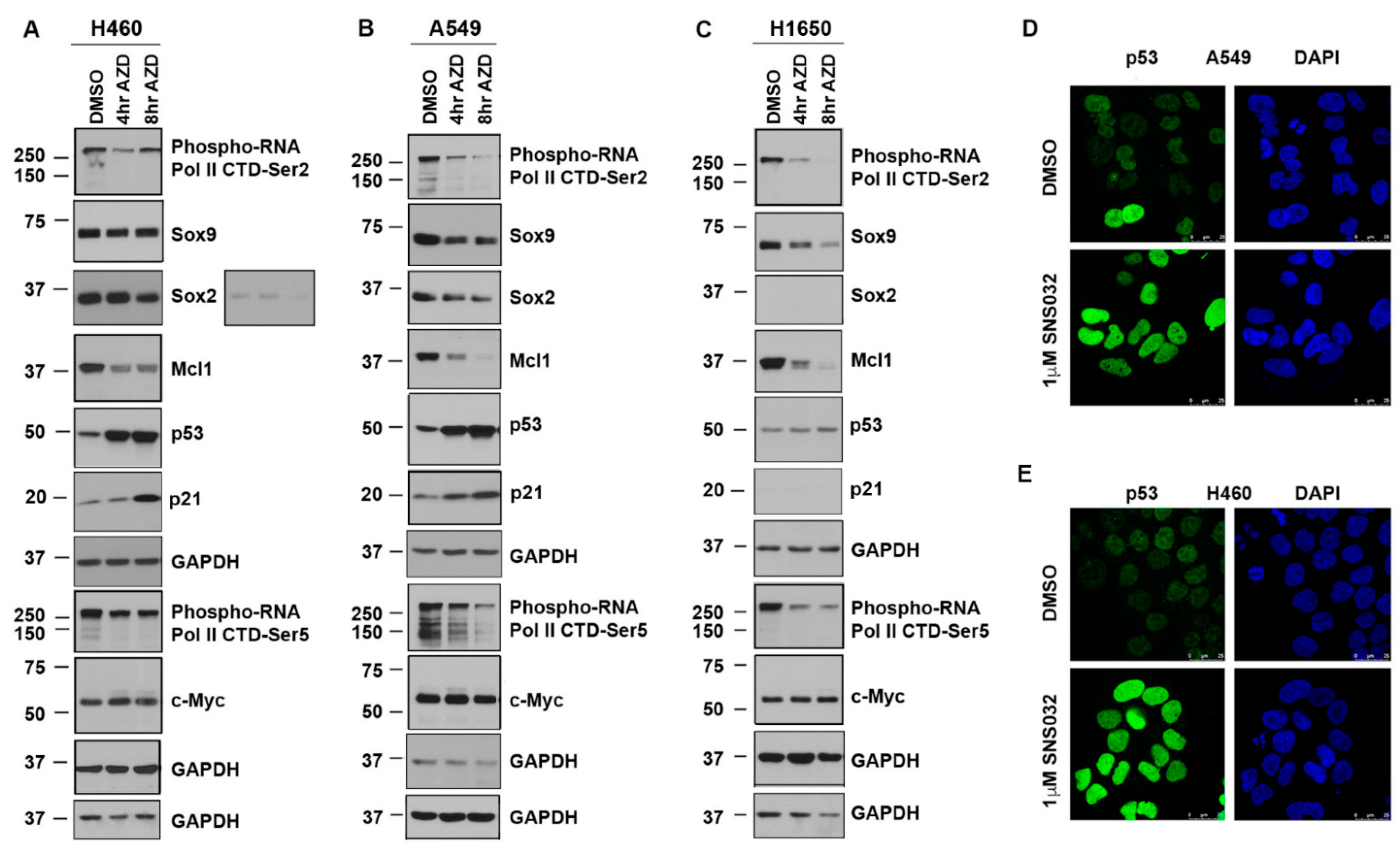 Cancers 13 03906 g002 550
