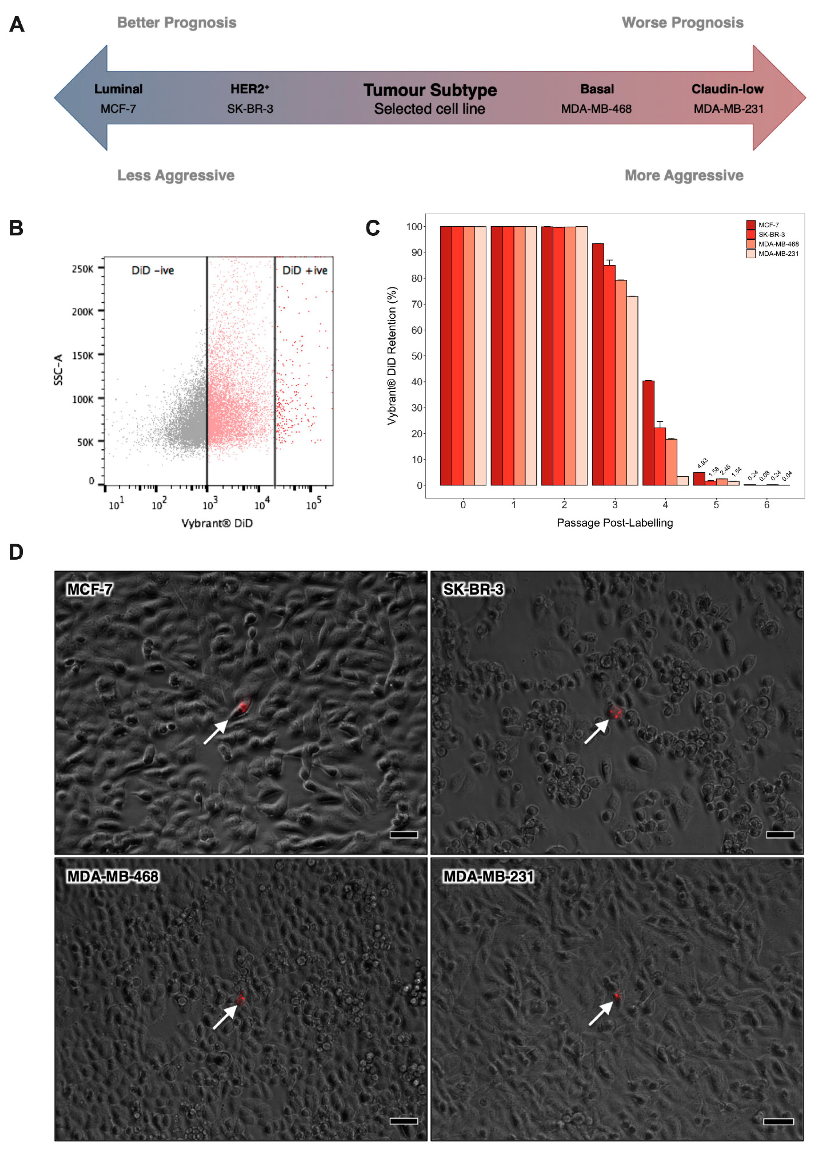 Cancers 13 03922 g001 550