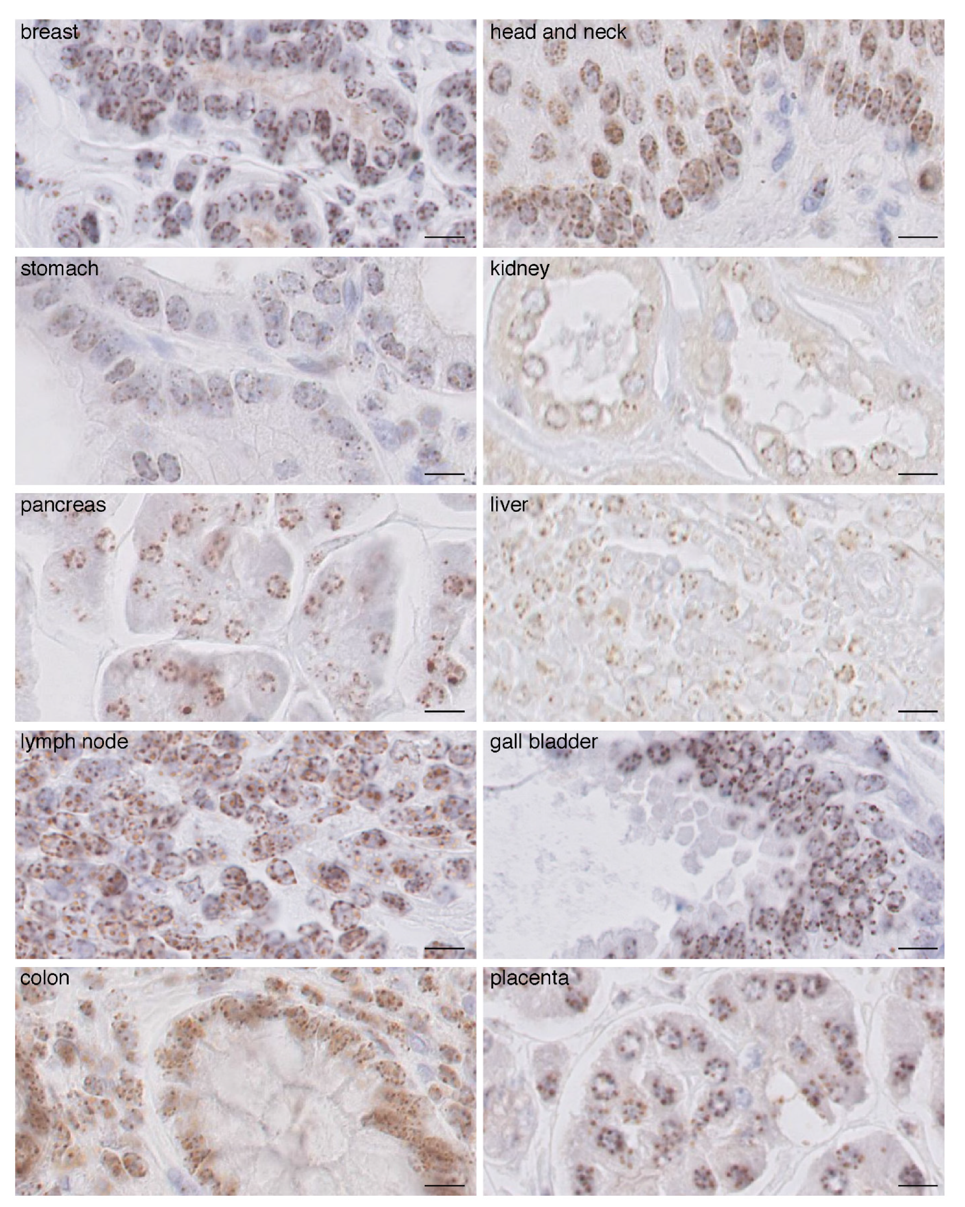 Cancers 13 03928 g001 550