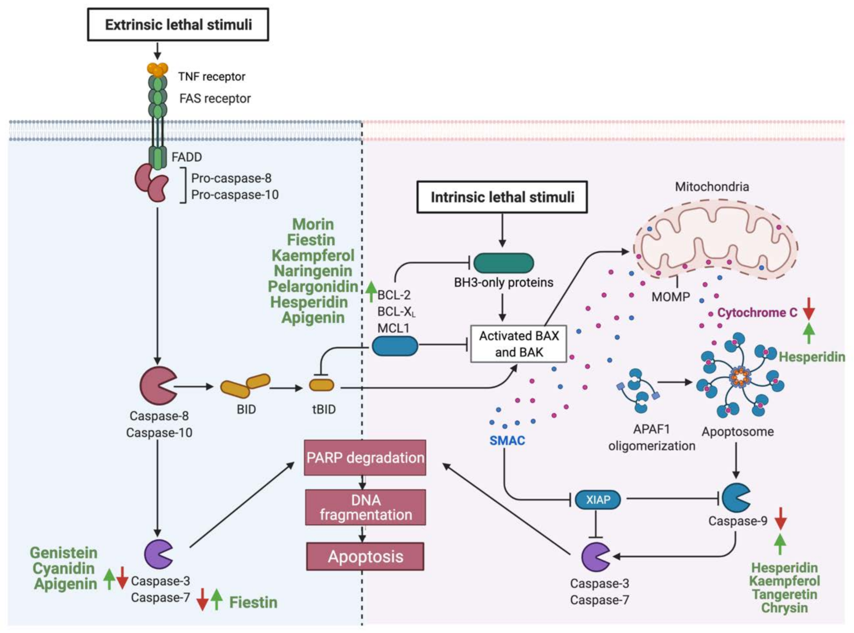 Cancers 13 03934 g003 Cancers 13 03934 g003