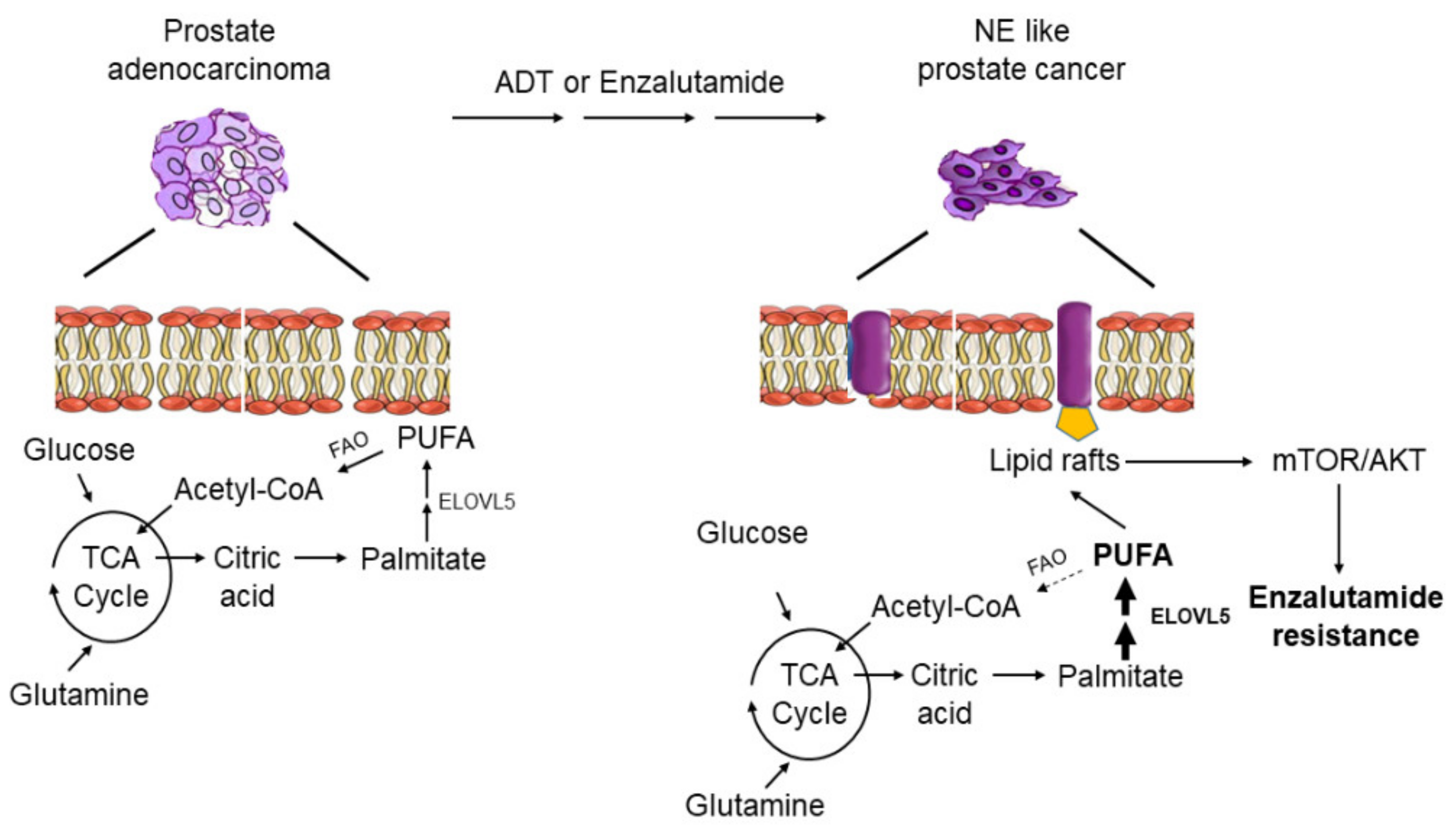 Cancers 13 03957 g005 550